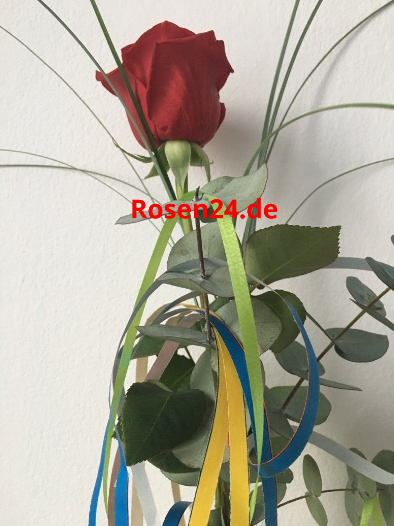 eine Rose verschenken einzelne Rose