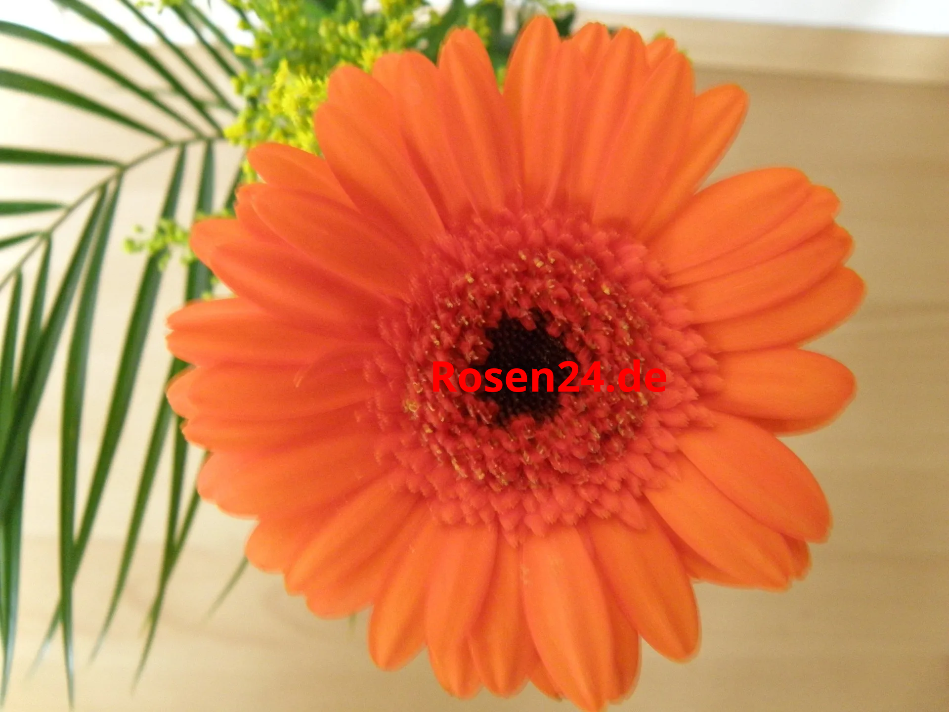 Gerbera mit Palmwedel