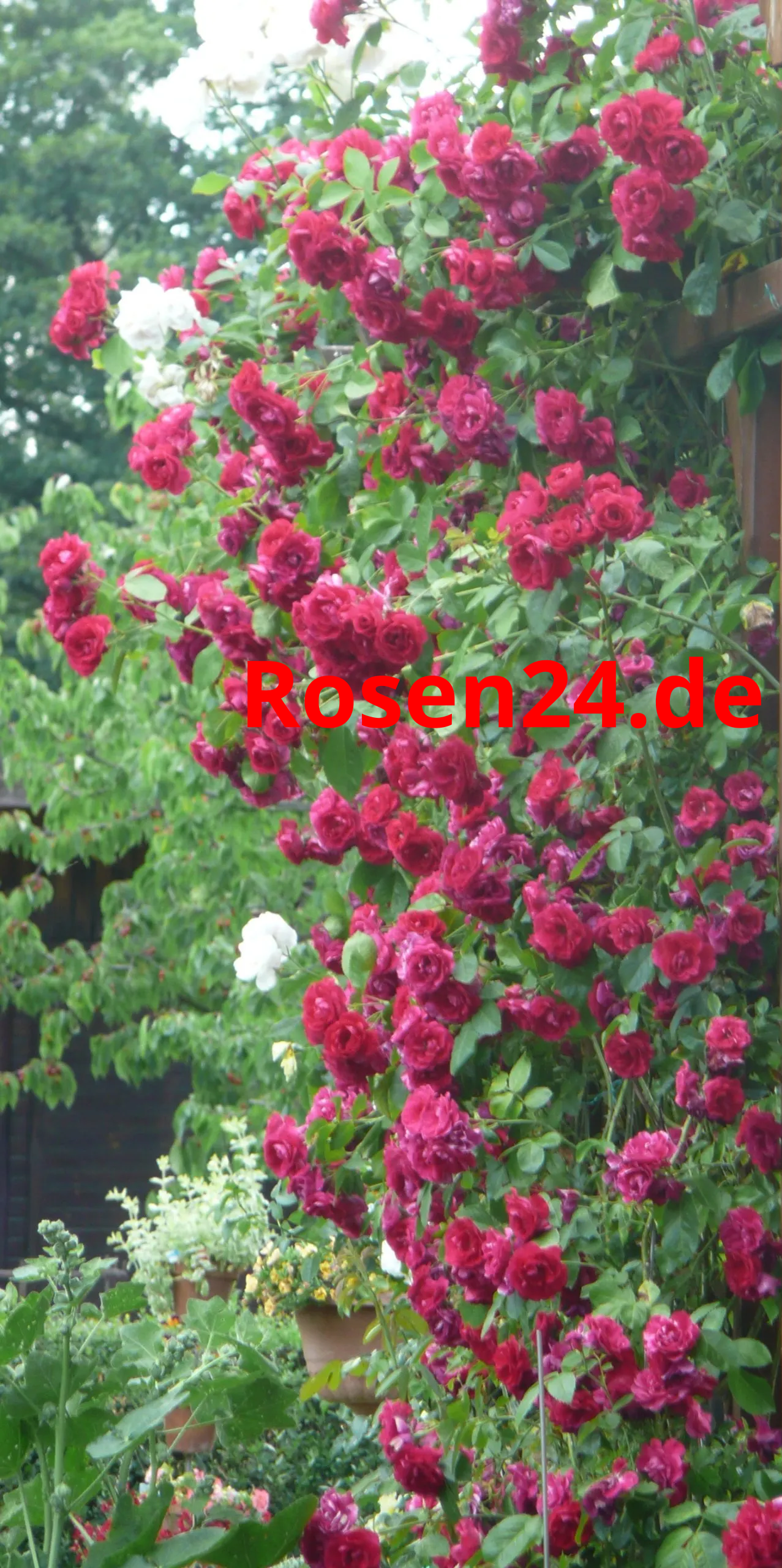 Kletterrosen dunkelrot an Spalier