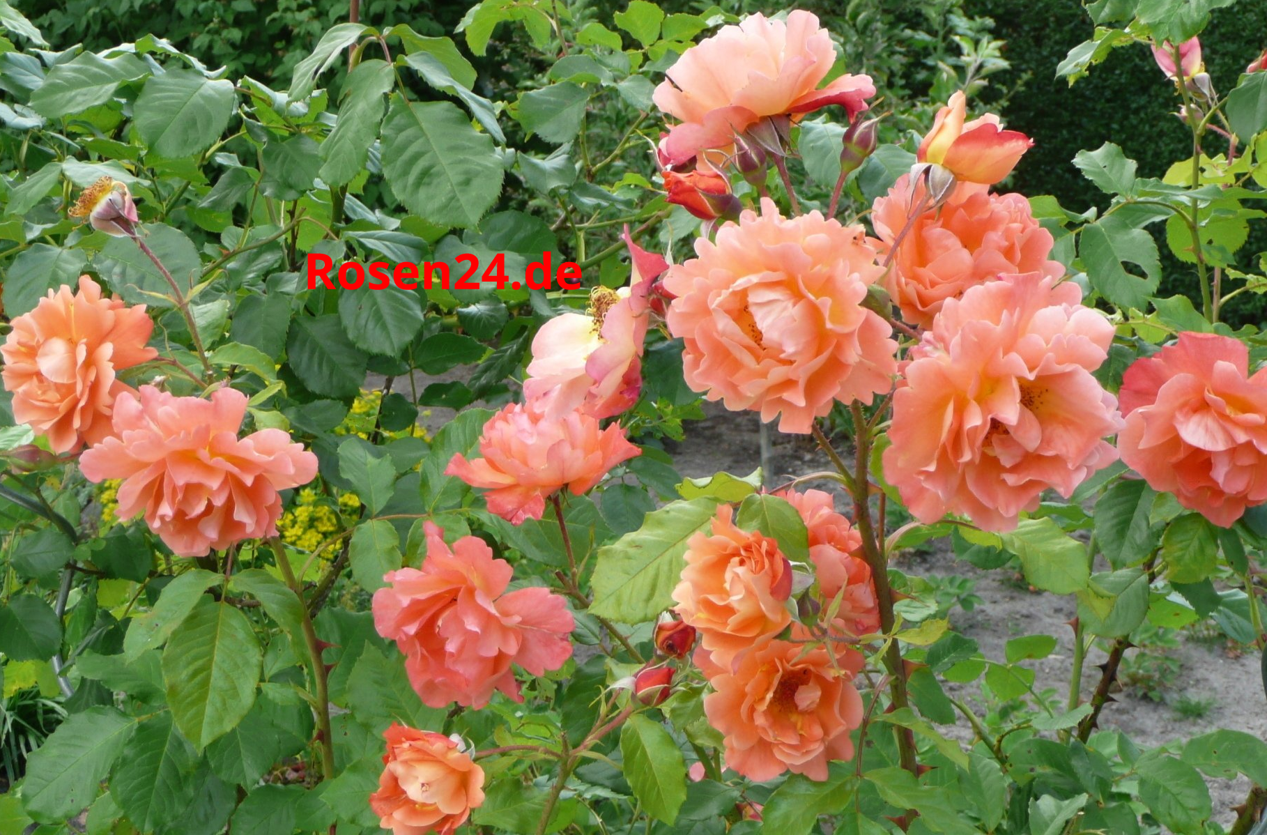 Heckenrose lachsfarben