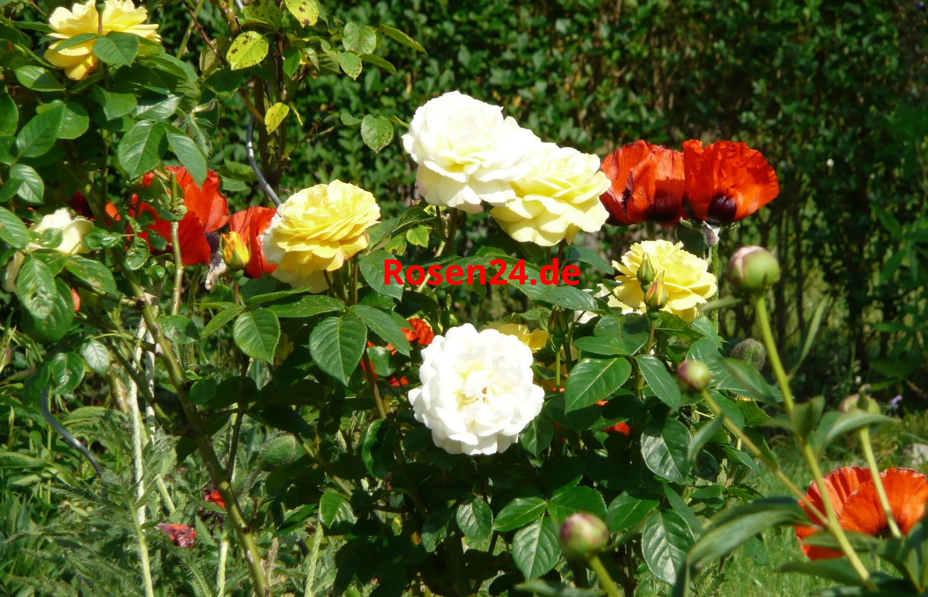 Rosenblüten Mohnblüten