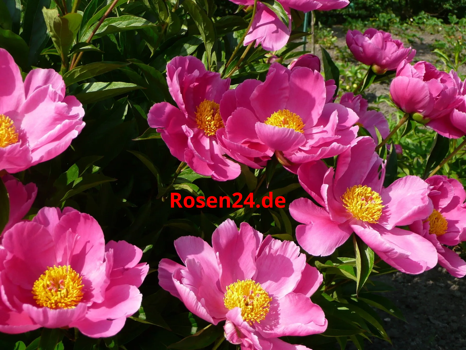 Pfingstrosen blühend