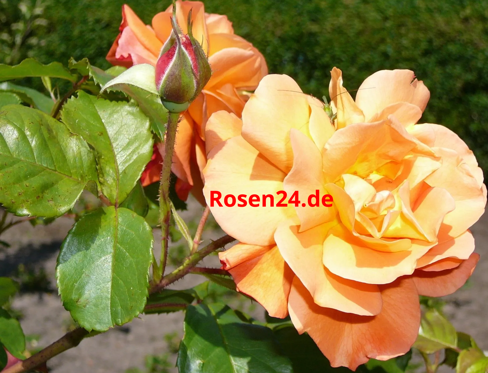 Rose mit orangenen Knospen