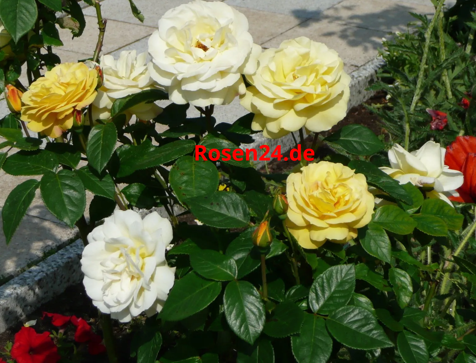 Gartenrosen preiswert
