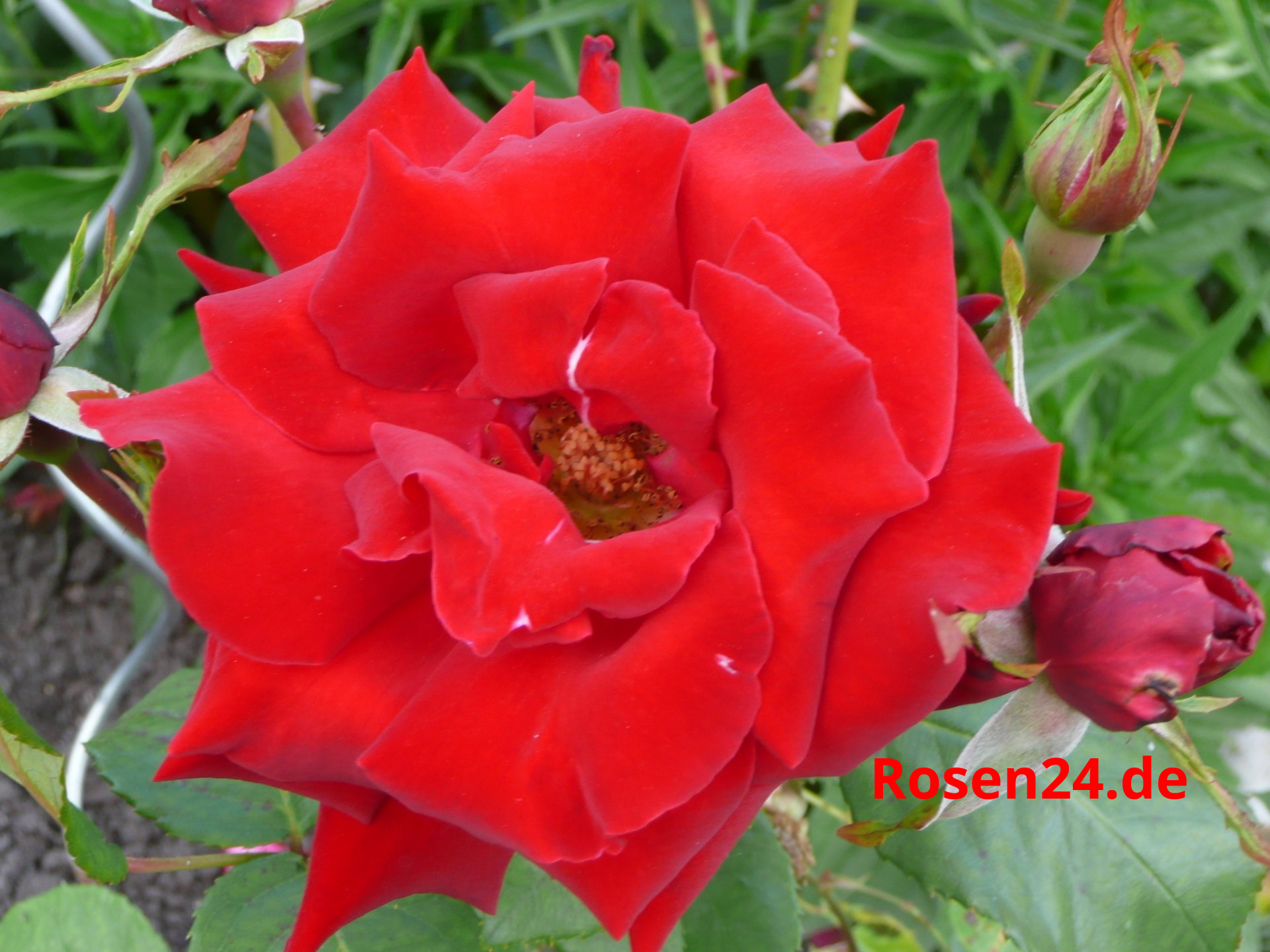 Rosenbluete rot