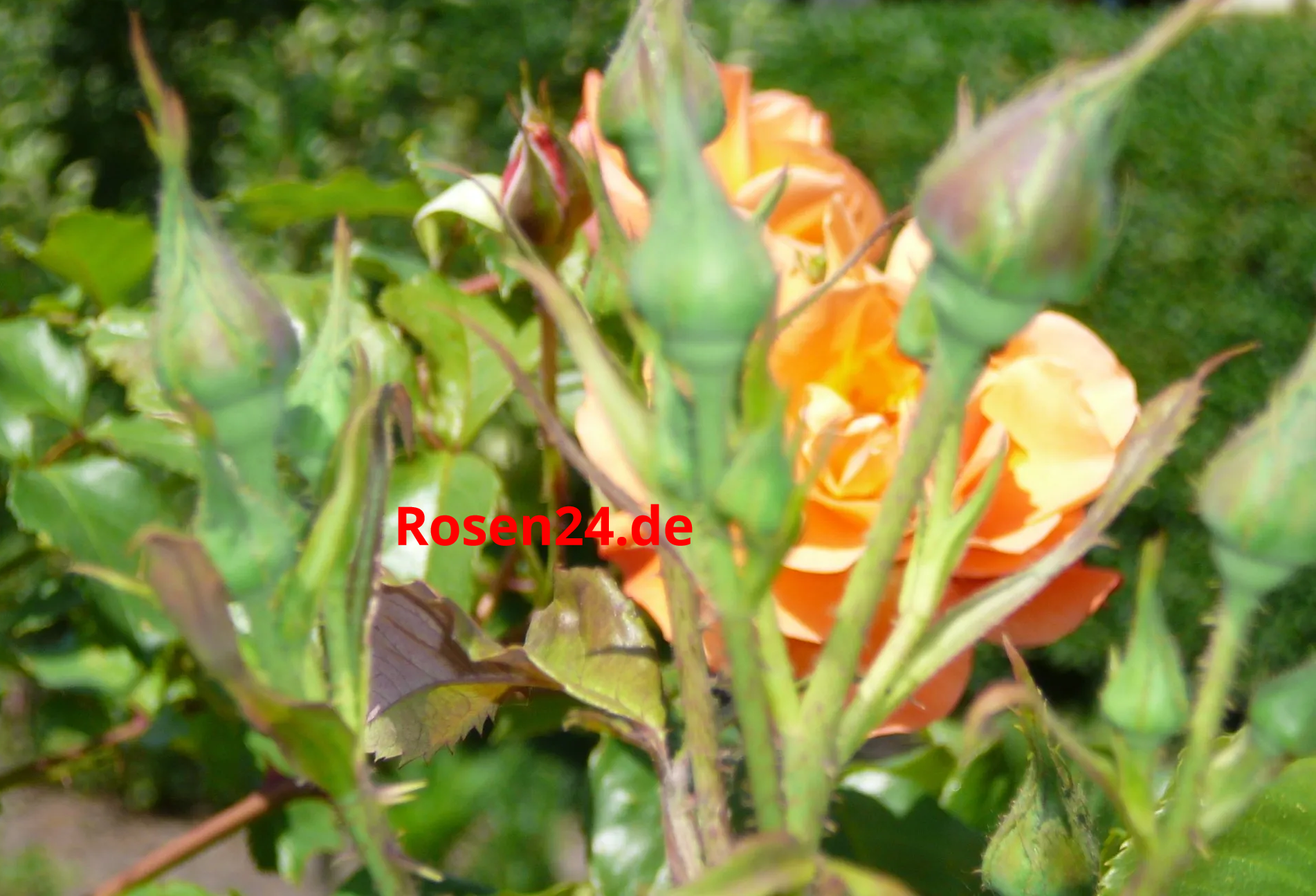 Rosenknospen gelbe Rosen