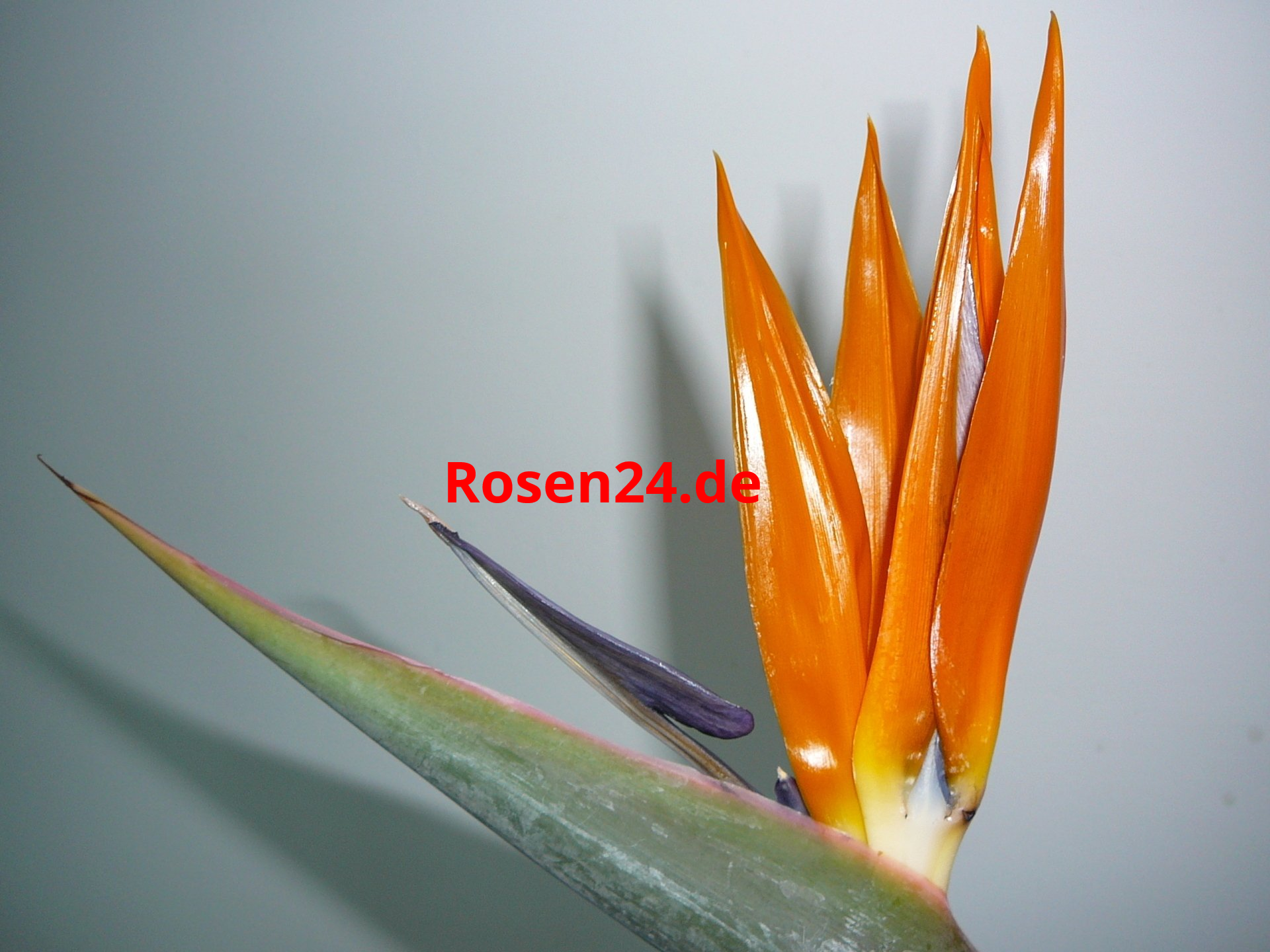 Strelizien Papagaienblume