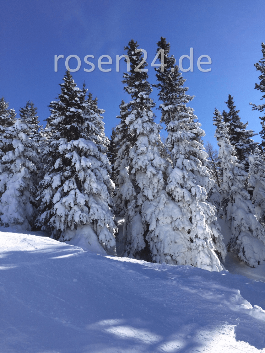 Winterurlaub buchen Weihnachtsreisen Schnee