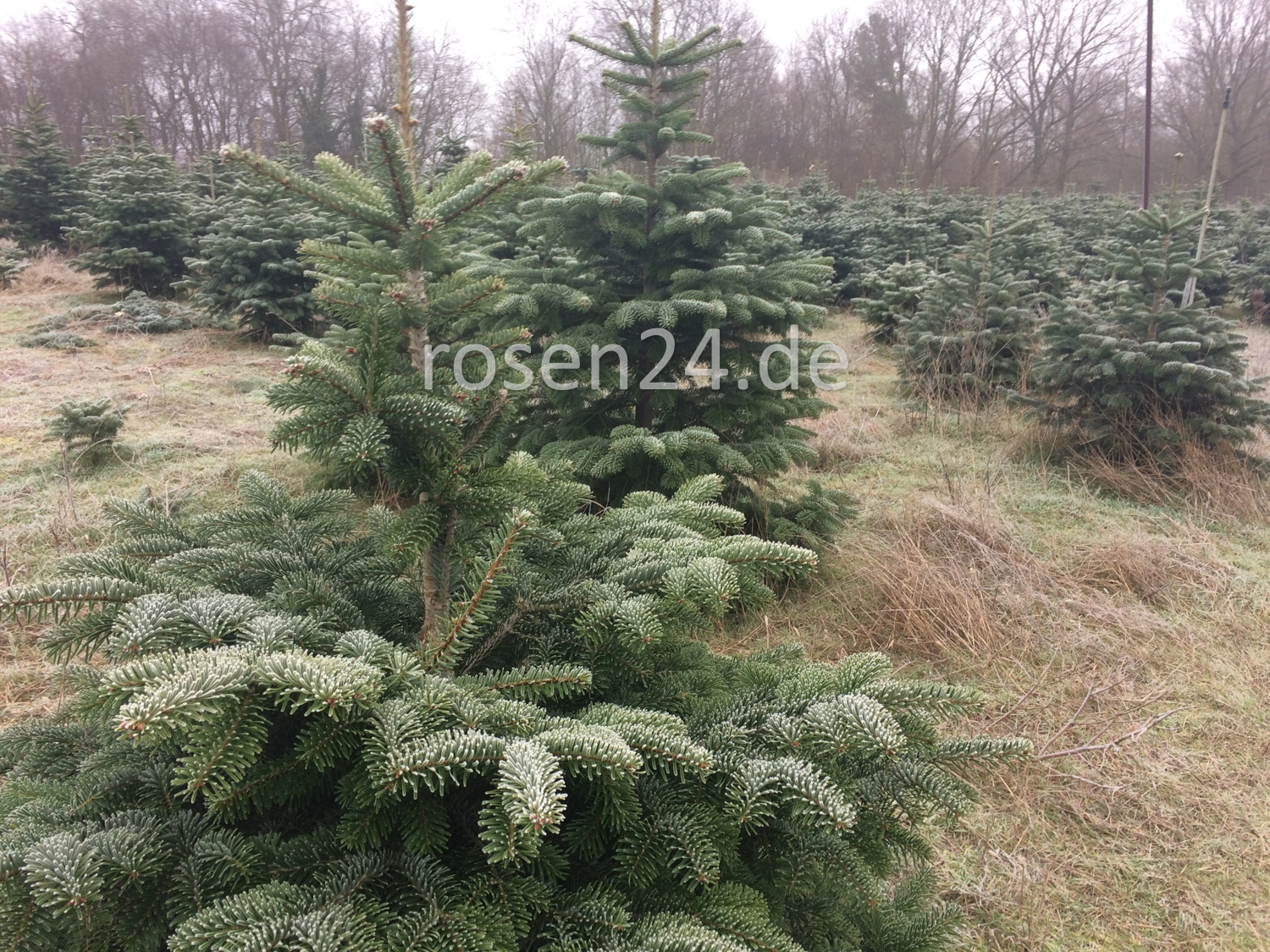 Weihnachtsbaum kaufen Weihnachtsbaum kaufen