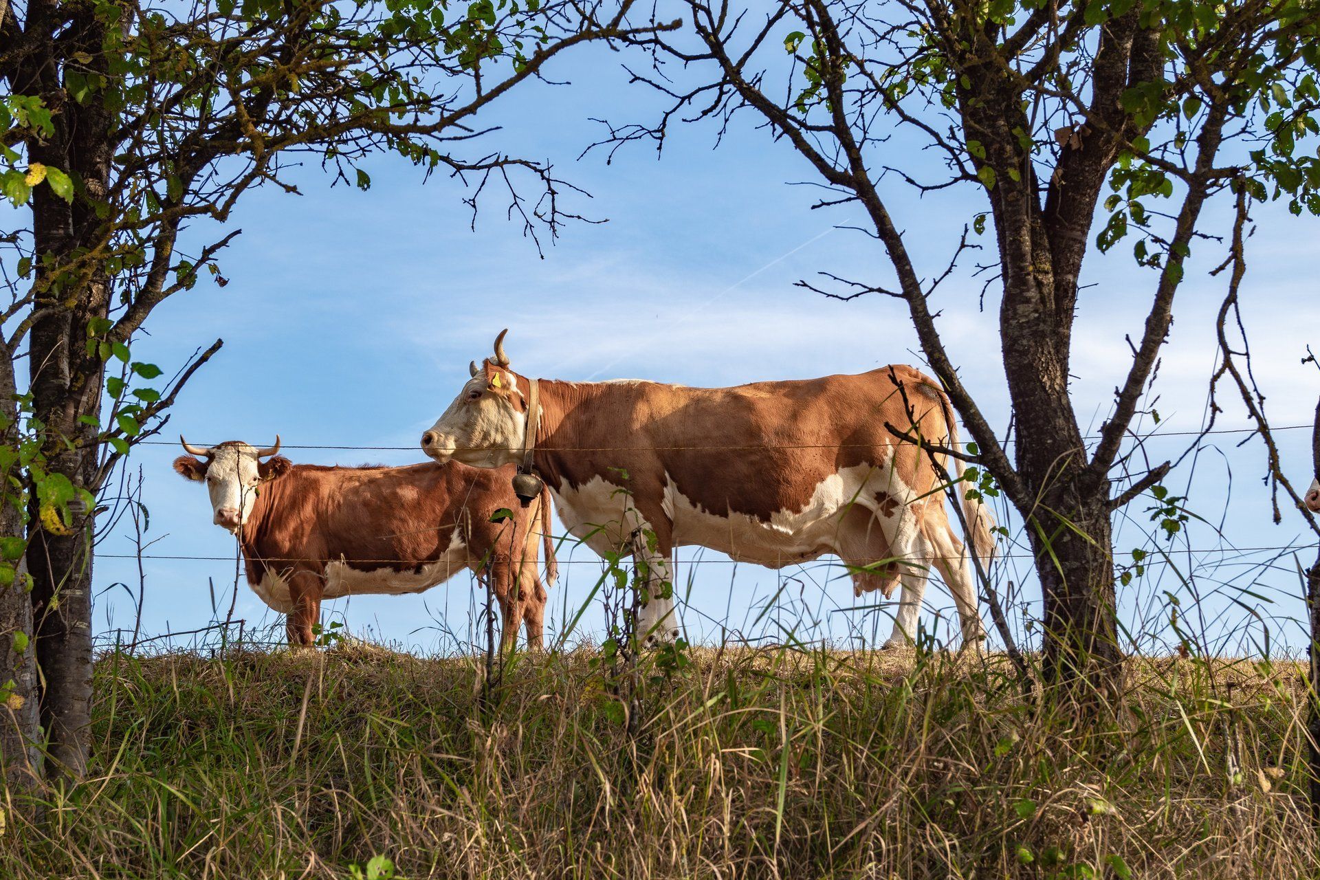 Wir halten unsere Tiere artgerecht. Mehr erfahren ->