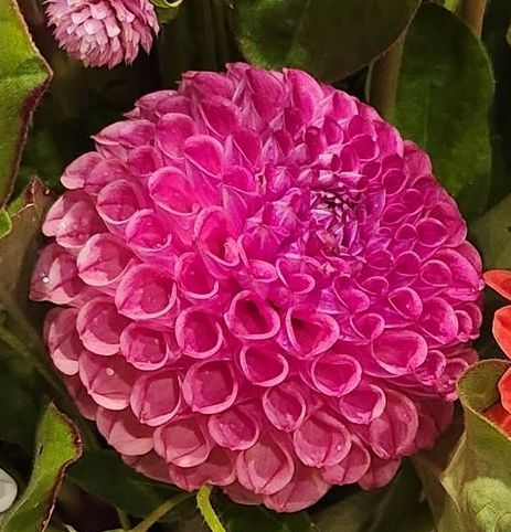 $9
Caitlin's Joy
3 inch bloom
3-4 feet tall