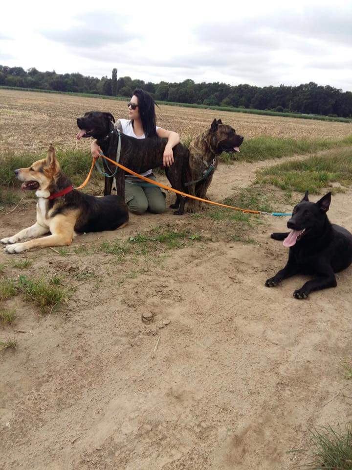 Hundezentrum Darmstadt, Hundeschule Darmstadt, Hundetraining Darmstadt