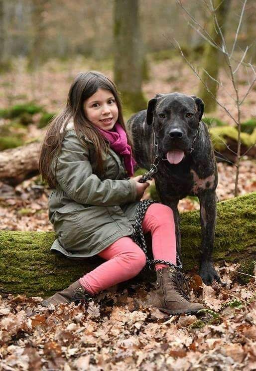 Wesenstestvorbereitung, Listenhunde, Kampfhunde