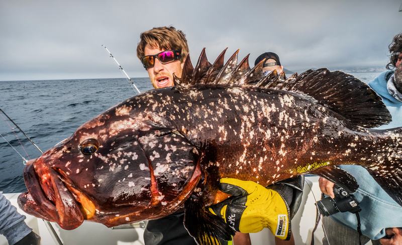 Mero gigante jigging