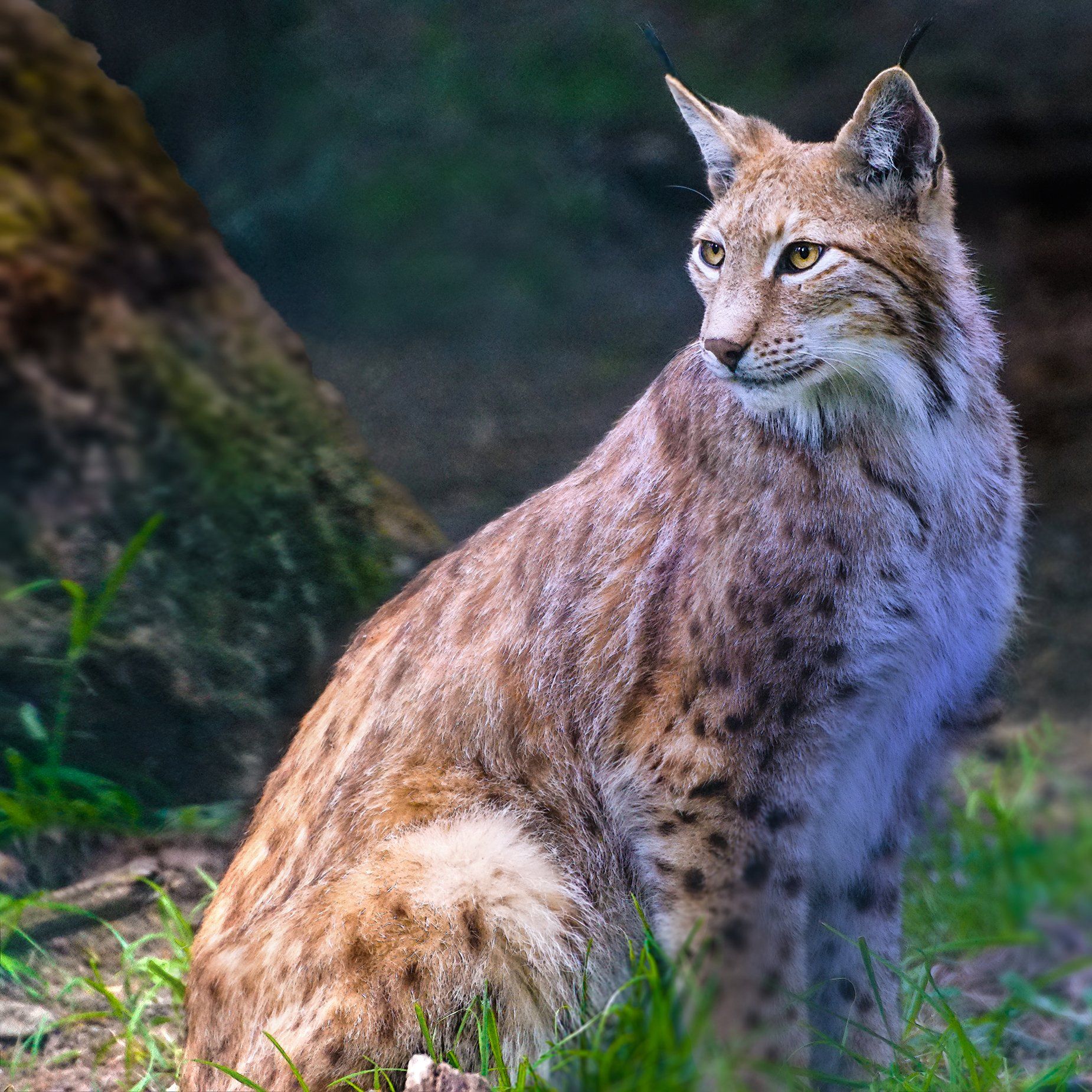 Wilpark Waldhaus Mehlmeisel, Luchs, Lynx, Kämpfen, Verteidigen, Wildlife, Wildes Leben, Fotografie, Tierfotografie, Naturfotografie, Sonyalpha77II, Wald, Natur, Braun, Weiß, Grün, Gelb, Bayern, Tierpark, Bayerwaldtierparklohberg, Luchs, Lynx, Kämpfen, Verteidigen, Wildlife, Wildes Leben, Fotografie, Tierfotografie, Naturfotografie, Sonyalpha77II, Wald, Natur, Braun, Weiß, Grün, Gelb, Bayern, Tierpark, Bayerwaldtierpark, Lohberg, Luchs, Lynx, Luchsfamilie, Luchskinder, Luchsbaby, Wildlife, Großkatze, Wildnis, Natur, Freigehege, Fotografie, Sony, A77II, Sigma, Naturfotograf, Frischmuth,Wilpark Waldhaus Mehlmeisel, Luchs, Lynx, Kämpfen, Verteidigen, Wildlife, Wildes Leben, Fotografie, Tierfotografie, Naturfotografie, Sonyalpha77II, Wald, Natur, Braun, Weiß, Grün, Gelb, Bayern, Tierpark, Bayerwaldtierparklohberg, Luchs, Lynx, Kämpfen, Verteidigen, Wildlife, Wildes Leben, Fotografie, Tierfotografie, Naturfotografie, Sonyalpha77II, Wald, Natur, Braun, Weiß, Grün, Gelb, Bayern, Tierpark, Bayerwaldtierpark, Lohberg, Luchs, Lynx, Luchsfamilie, Luchskinder, Luchsbaby, Wildlife, Großkatze, Wildnis, Natur, Freigehege, Fotografie, Sony, A77II, Sigma, Naturfotograf, Frischmuth,Wilpark Waldhaus Mehlmeisel, Luchs, Lynx, Kämpfen, Verteidigen, Wildlife, Wildes Leben, Fotografie, Tierfotografie, Naturfotografie, Sonyalpha77II, Wald, Natur, Braun, Weiß, Grün, Gelb, Bayern, Tierpark, Bayerwaldtierparklohberg, Luchs, Lynx, Kämpfen, Verteidigen, Wildlife, Wildes Leben, Fotografie, Tierfotografie, Naturfotografie, Sonyalpha77II, Wald, Natur, Braun, Weiß, Grün, Gelb, Bayern, Tierpark, Bayerwaldtierpark, Lohberg, Luchs, Lynx, Luchsfamilie, Luchskinder, Luchsbaby, Wildlife, Großkatze, Wildnis, Natur, Freigehege, Fotografie, Sony, A77II, Sigma, Naturfotograf, Frischmuth,Wilpark Waldhaus Mehlmeisel, Luchs, Lynx, Kämpfen, Verteidigen, Wildlife, Wildes Leben, Fotografie, Tierfotografie, Naturfotografie, Sonyalpha77II, Wald, Natur, Braun, Weiß, Grün, Gelb, Bayern, Tierpark, Bayerwaldtierparklohberg, Luchs, Lynx, Kämpfen, Verteidigen, Wildlife, Wildes Leben, Fotografie, Tierfotografie, Naturfotografie, Sonyalpha77II, Wald, Natur, Braun, Weiß, Grün, Gelb, Bayern, Tierpark, Bayerwaldtierpark, Lohberg, Luchs, Lynx, Luchsfamilie, Luchskinder, Luchsbaby, Wildlife, Großkatze, Wildnis, Natur, Freigehege, Fotografie, Sony, A77II, Sigma, Naturfotograf, Frischmuth,