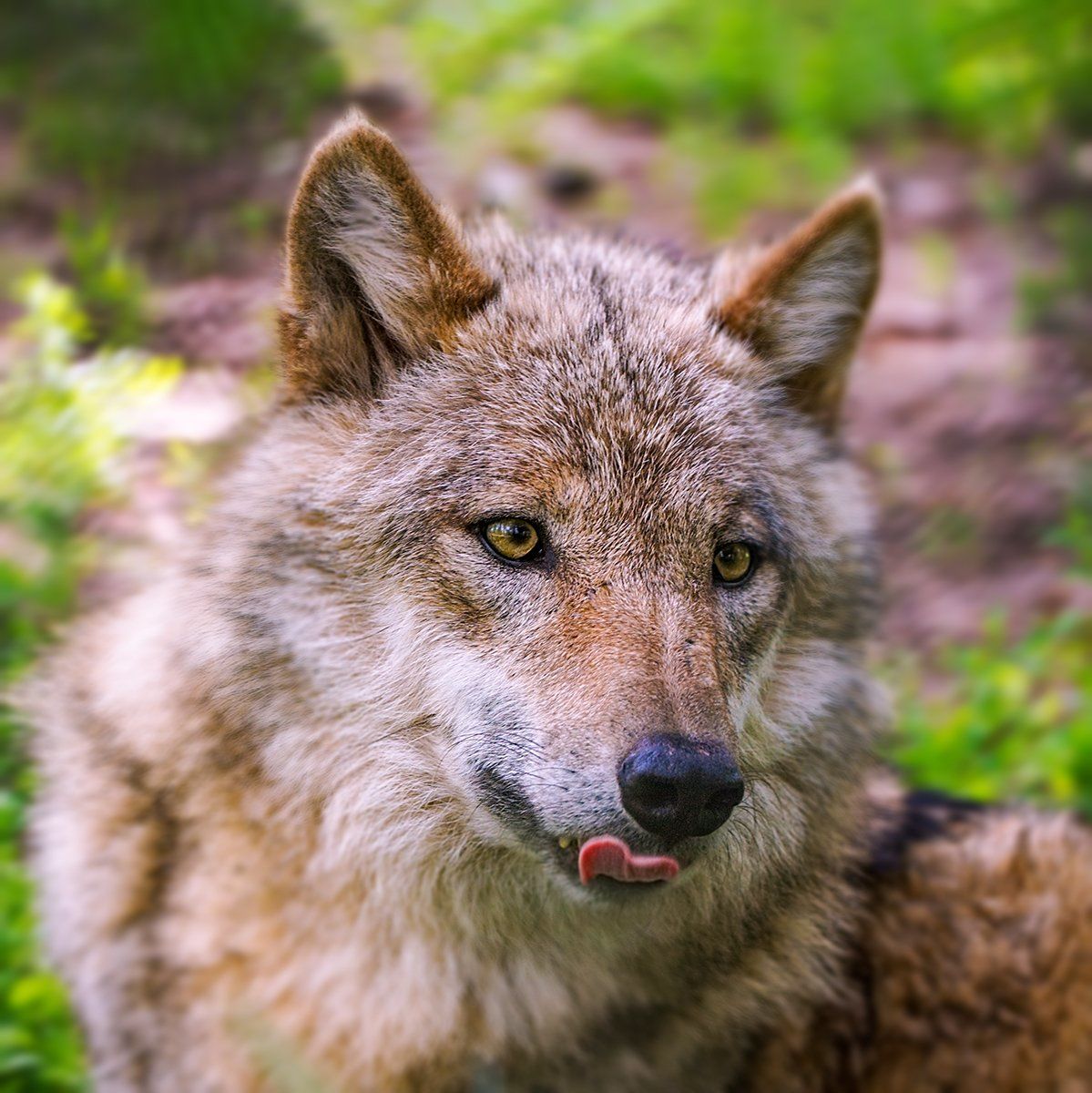 Wilpark Waldhaus Mehlmeisel, Luchs, Lynx, Kämpfen, Verteidigen, Wildlife, Wildes Leben, Fotografie, Tierfotografie, Naturfotografie, Sonyalpha77II, Wald, Natur, Braun, Weiß, Grün, Gelb, Bayern, Tierpark, Bayerwaldtierparklohberg, Luchs, Lynx, Kämpfen, Verteidigen, Wildlife, Wildes Leben, Fotografie, Tierfotografie, Naturfotografie, Sonyalpha77II, Wald, Natur, Braun, Weiß, Grün, Gelb, Bayern, Tierpark, Bayerwaldtierpark, Lohberg, Luchs, Lynx, Luchsfamilie, Luchskinder, Luchsbaby, Wildlife, Großkatze, Wildnis, Natur, Freigehege, Fotografie, Sony, A77II, Sigma, Naturfotograf, Frischmuth, Waldhaus Mehlmeisel, Luchs, Lynx, Kämpfen, Verteidigen, Wildlife, Wildes Leben, Fotografie, Tierfotografie, Naturfotografie, Sonyalpha77II, Wald, Natur, Braun, Weiß, Grün, Gelb, Bayern, Tierpark, Bayerwaldtierparklohberg, Luchs, Lynx, Kämpfen, Verteidigen, Wildlife, Wildes Leben, Fotografie, Tierfotografie, Naturfotografie, Sonyalpha77II, Wald, Natur, Braun, Weiß, Grün, Gelb, Bayern, Tierpark, Bayerwaldtierpark, Lohberg, Luchs, Lynx, Luchsfamilie, Luchskinder, Luchsbaby, Wildlife, Großkatze, Wildnis, Natur, Freigehege, Fotografie, Sony, A77II, Sigma, Naturfotograf, Frischmuth,Wilpark Waldhaus Mehlmeisel, Luchs, Lynx, Kämpfen, Verteidigen, Wildlife, Wildes Leben, Fotografie, Tierfotografie, Naturfotografie, Sonyalpha77II, Wald, Natur, Braun, Weiß, Grün, Gelb, Bayern, Tierpark, Bayerwaldtierparklohberg, Luchs, Lynx, Kämpfen, Verteidigen, Wildlife, Wildes Leben, Fotografie, Tierfotografie, Naturfotografie, Sonyalpha77II, Wald, Natur, Braun, Weiß, Grün, Gelb, Bayern, Tierpark, Bayerwaldtierpark, Lohberg, Luchs, Lynx, Luchsfamilie, Luchskinder, Luchsbaby, Wildlife, Großkatze, Wildnis, Natur, Freigehege, Fotografie, Sony, A77II, Sigma, Naturfotograf, Frischmuth,Wilpark Waldhaus Mehlmeisel, Luchs, Lynx, Kämpfen, Verteidigen, Wildlife, Wildes Leben, Fotografie, Tierfotografie, Naturfotografie, Sonyalpha77II, Wald, Natur, Braun, Weiß, Grün, Gelb, Bayern, Tierpark, Bayerwaldtierparklohberg, Luchs, Lynx, Kämpfen, Verteidigen, Wildlife, Wildes Leben, Fotografie, Tierfotografie, Naturfotografie, Sonyalpha77II, Wald, Natur, Braun, Weiß, Grün, Gelb, Bayern, Tierpark, Bayerwaldtierpark, Lohberg, Luchs, Lynx, Luchsfamilie, Luchskinder, Luchsbaby, Wildlife, Großkatze, Wildnis, Natur, Freigehege, Fotografie, Sony, A77II, Sigma, Naturfotograf, Frischmuth,Wilpark Waldhaus Mehlmeisel, Luchs, Lynx, Kämpfen, Verteidigen, Wildlife, Wildes Leben, Fotografie, Tierfotografie, Naturfotografie, Sonyalpha77II, Wald, Natur, Braun, Weiß, Grün, Gelb, Bayern, Tierpark, Bayerwaldtierparklohberg, Luchs, Lynx, Kämpfen, Verteidigen, Wildlife, Wildes Leben, Fotografie, Tierfotografie, Naturfotografie, Sonyalpha77II, Wald, Natur, Braun, Weiß, Grün, Gelb, Bayern, Tierpark, Bayerwaldtierpark, Lohberg, Luchs, Lynx, Luchsfamilie, Luchskinder, Luchsbaby, Wildlife, Großkatze, Wildnis, Natur, Freigehege, Fotografie, Sony, A77II, Sigma, Naturfotograf, Frischmuth,Frischmuth, Wildpark Schloß Tambach, Wolf, Canis Lupus, Wildlife, Wildes Leben, Bayern, Rudel, Heulen, Fotografie, Wildlifefotografie, Natur, Naturfotografie, Grün, Braun, Weiß, Fell, Säugetiere, Hund