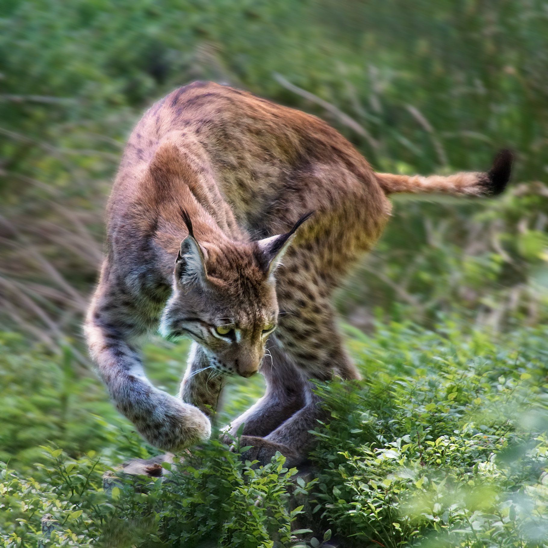 Wilpark Waldhaus Mehlmeisel, Luchs, Lynx, Kämpfen, Verteidigen, Wildlife, Wildes Leben, Fotografie, Tierfotografie, Naturfotografie, Sonyalpha77II, Wald, Natur, Braun, Weiß, Grün, Gelb, Bayern, Tierpark, Bayerwaldtierparklohberg, Luchs, Lynx, Kämpfen, Verteidigen, Wildlife, Wildes Leben, Fotografie, Tierfotografie, Naturfotografie, Sonyalpha77II, Wald, Natur, Braun, Weiß, Grün, Gelb, Bayern, Tierpark, Bayerwaldtierpark, Lohberg, Luchs, Lynx, Luchsfamilie, Luchskinder, Luchsbaby, Wildlife, Großkatze, Wildnis, Natur, Freigehege, Fotografie, Sony, A77II, Sigma, Naturfotograf, Frischmuth,Wilpark Waldhaus Mehlmeisel, Luchs, Lynx, Kämpfen, Verteidigen, Wildlife, Wildes Leben, Fotografie, Tierfotografie, Naturfotografie, Sonyalpha77II, Wald, Natur, Braun, Weiß, Grün, Gelb, Bayern, Tierpark, Bayerwaldtierparklohberg, Luchs, Lynx, Kämpfen, Verteidigen, Wildlife, Wildes Leben, Fotografie, Tierfotografie, Naturfotografie, Sonyalpha77II, Wald, Natur, Braun, Weiß, Grün, Gelb, Bayern, Tierpark, Bayerwaldtierpark, Lohberg, Luchs, Lynx, Luchsfamilie, Luchskinder, Luchsbaby, Wildlife, Großkatze, Wildnis, Natur, Freigehege, Fotografie, Sony, A77II, Sigma, Naturfotograf, Frischmuth,Wilpark Waldhaus Mehlmeisel, Luchs, Lynx, Kämpfen, Verteidigen, Wildlife, Wildes Leben, Fotografie, Tierfotografie, Naturfotografie, Sonyalpha77II, Wald, Natur, Braun, Weiß, Grün, Gelb, Bayern, Tierpark, Bayerwaldtierparklohberg, Luchs, Lynx, Kämpfen, Verteidigen, Wildlife, Wildes Leben, Fotografie, Tierfotografie, Naturfotografie, Sonyalpha77II, Wald, Natur, Braun, Weiß, Grün, Gelb, Bayern, Tierpark, Bayerwaldtierpark, Lohberg, Luchs, Lynx, Luchsfamilie, Luchskinder, Luchsbaby, Wildlife, Großkatze, Wildnis, Natur, Freigehege, Fotografie, Sony, A77II, Sigma, Naturfotograf, Frischmuth,Wilpark Waldhaus Mehlmeisel, Luchs, Lynx, Kämpfen, Verteidigen, Wildlife, Wildes Leben, Fotografie, Tierfotografie, Naturfotografie, Sonyalpha77II, Wald, Natur, Braun, Weiß, Grün, Gelb, Bayern, Tierpark, Bayerwaldtierparklohberg, Luchs, Lynx, Kämpfen, Verteidigen, Wildlife, Wildes Leben, Fotografie, Tierfotografie, Naturfotografie, Sonyalpha77II, Wald, Natur, Braun, Weiß, Grün, Gelb, Bayern, Tierpark, Bayerwaldtierpark, Lohberg, Luchs, Lynx, Luchsfamilie, Luchskinder, Luchsbaby, Wildlife, Großkatze, Wildnis, Natur, Freigehege, Fotografie, Sony, A77II, Sigma, Naturfotograf, Frischmuth,Wilpark Waldhaus Mehlmeisel, Luchs, Lynx, Kämpfen, Verteidigen, Wildlife, Wildes Leben, Fotografie, Tierfotografie, Naturfotografie, Sonyalpha77II, Wald, Natur, Braun, Weiß, Grün, Gelb, Bayern, Tierpark, Bayerwaldtierparklohberg, Luchs, Lynx, Kämpfen, Verteidigen, Wildlife, Wildes Leben, Fotografie, Tierfotografie, Naturfotografie, Sonyalpha77II, Wald, Natur, Braun, Weiß, Grün, Gelb, Bayern, Tierpark, Bayerwaldtierpark, Lohberg, Luchs, Lynx, Luchsfamilie, Luchskinder, Luchsbaby, Wildlife, Großkatze, Wildnis, Natur, Freigehege, Fotografie, Sony, A77II, Sigma, Naturfotograf, Frischmuth,Wilpark Waldhaus Mehlmeisel, Luchs, Lynx, Kämpfen, Verteidigen, Wildlife, Wildes Leben, Fotografie, Tierfotografie, Naturfotografie, Sonyalpha77II, Wald, Natur, Braun, Weiß, Grün, Gelb, Bayern, Tierpark, Bayerwaldtierparklohberg, Luchs, Lynx, Kämpfen, Verteidigen, Wildlife, Wildes Leben, Fotografie, Tierfotografie, Naturfotografie, Sonyalpha77II, Wald, Natur, Braun, Weiß, Grün, Gelb, Bayern, Tierpark, Bayerwaldtierpark, Lohberg, Luchs, Lynx, Luchsfamilie, Luchskinder, Luchsbaby, Wildlife, Großkatze, Wildnis, Natur, Freigehege, Fotografie, Sony, A77II, Sigma, Naturfotograf, Frischmuth,Wilpark Waldhaus Mehlmeisel, Luchs, Lynx, Kämpfen, Verteidigen, Wildlife, Wildes Leben, Fotografie, Tierfotografie, Naturfotografie, Sonyalpha77II, Wald, Natur, Braun, Weiß, Grün, Gelb, Bayern, Tierpark, Bayerwaldtierparklohberg, Luchs, Lynx, Kämpfen, Verteidigen, Wildlife, Wildes Leben, Fotografie, Tierfotografie, Naturfotografie, Sonyalpha77II, Wald, Natur, Braun, Weiß, Grün, Gelb, Bayern, Tierpark, Bayerwaldtierpark, Lohberg, Luchs, Lynx, Luchsfamilie, Luchskinder, Luchsbaby, Wildlife, Großkatze, Wildnis, Natur, Freigehege, Fotografie, Sony, A77II, Sigma, Naturfotograf, Frischmuth,