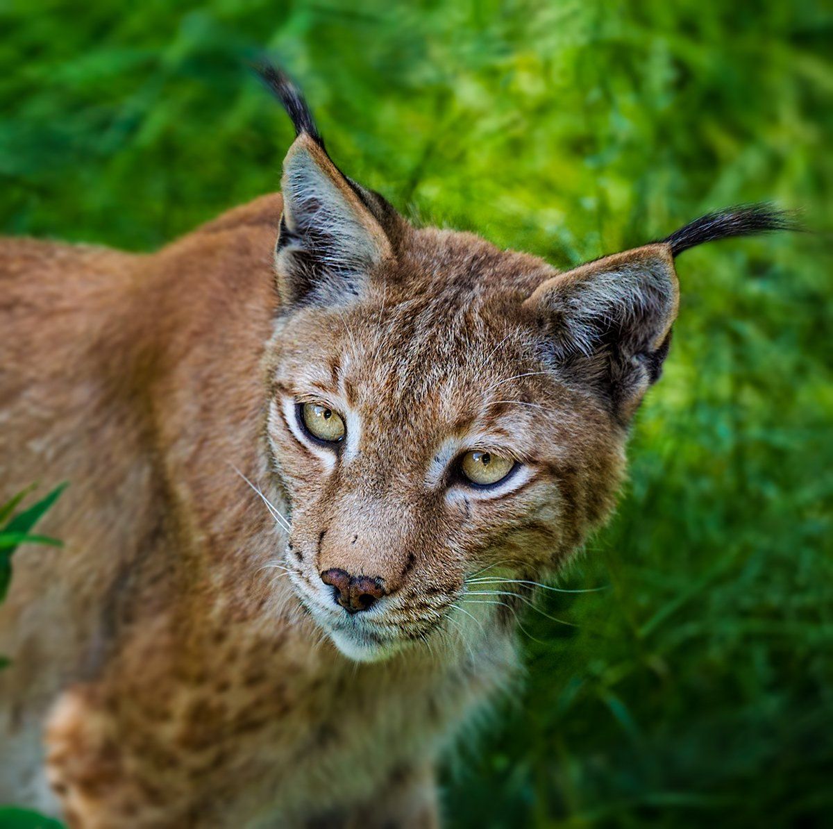 Wilpark Waldhaus Mehlmeisel, Luchs, Lynx, Kämpfen, Verteidigen, Wildlife, Wildes Leben, Fotografie, Tierfotografie, Naturfotografie, Sonyalpha77II, Wald, Natur, Braun, Weiß, Grün, Gelb, Bayern, Tierpark, Bayerwaldtierparklohberg, Luchs, Lynx, Kämpfen, Verteidigen, Wildlife, Wildes Leben, Fotografie, Tierfotografie, Naturfotografie, Sonyalpha77II, Wald, Natur, Braun, Weiß, Grün, Gelb, Bayern, Tierpark, Bayerwaldtierpark, Lohberg, Luchs, Lynx, Luchsfamilie, Luchskinder, Luchsbaby, Wildlife, Großkatze, Wildnis, Natur, Freigehege, Fotografie, Sony, A77II, Sigma, Naturfotograf, Frischmuth,Wilpark Waldhaus Mehlmeisel, Luchs, Lynx, Kämpfen, Verteidigen, Wildlife, Wildes Leben, Fotografie, Tierfotografie, Naturfotografie, Sonyalpha77II, Wald, Natur, Braun, Weiß, Grün, Gelb, Bayern, Tierpark, Bayerwaldtierparklohberg, Luchs, Lynx, Kämpfen, Verteidigen, Wildlife, Wildes Leben, Fotografie, Tierfotografie, Naturfotografie, Sonyalpha77II, Wald, Natur, Braun, Weiß, Grün, Gelb, Bayern, Tierpark, Bayerwaldtierpark, Lohberg, Luchs, Lynx, Luchsfamilie, Luchskinder, Luchsbaby, Wildlife, Großkatze, Wildnis, Natur, Freigehege, Fotografie, Sony, A77II, Sigma, Naturfotograf, Frischmuth,Wilpark Waldhaus Mehlmeisel, Luchs, Lynx, Kämpfen, Verteidigen, Wildlife, Wildes Leben, Fotografie, Tierfotografie, Naturfotografie, Sonyalpha77II, Wald, Natur, Braun, Weiß, Grün, Gelb, Bayern, Tierpark, Bayerwaldtierparklohberg, Luchs, Lynx, Kämpfen, Verteidigen, Wildlife, Wildes Leben, Fotografie, Tierfotografie, Naturfotografie, Sonyalpha77II, Wald, Natur, Braun, Weiß, Grün, Gelb, Bayern, Tierpark, Bayerwaldtierpark, Lohberg, Luchs, Lynx, Luchsfamilie, Luchskinder, Luchsbaby, Wildlife, Großkatze, Wildnis, Natur, Freigehege, Fotografie, Sony, A77II, Sigma, Naturfotograf, Frischmuth,