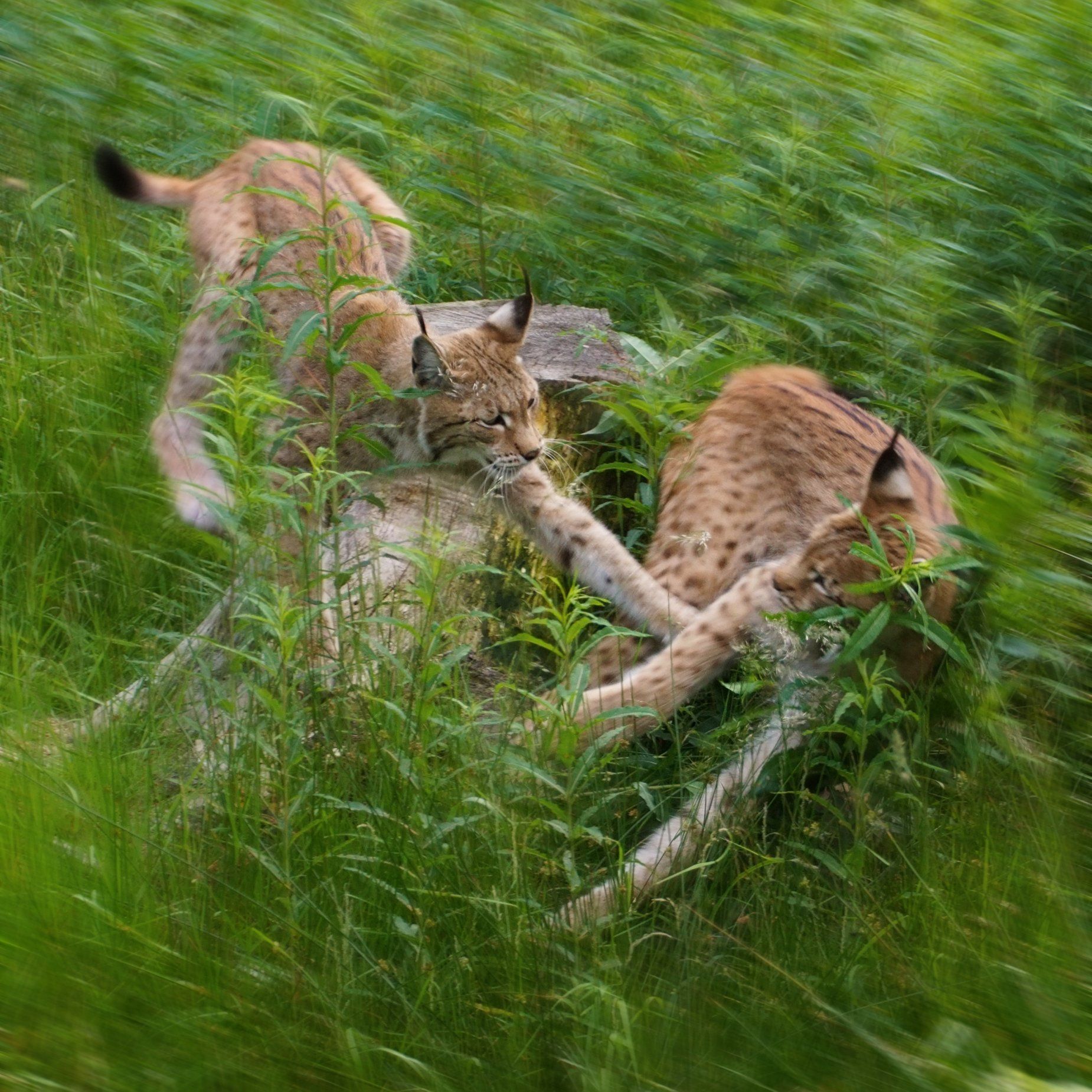 Wilpark Waldhaus Mehlmeisel, Luchs, Lynx, Kämpfen, Verteidigen, Wildlife, Wildes Leben, Fotografie, Tierfotografie, Naturfotografie, Sonyalpha77II, Wald, Natur, Braun, Weiß, Grün, Gelb, Bayern, Tierpark, Bayerwaldtierparklohberg, Luchs, Lynx, Kämpfen, Verteidigen, Wildlife, Wildes Leben, Fotografie, Tierfotografie, Naturfotografie, Sonyalpha77II, Wald, Natur, Braun, Weiß, Grün, Gelb, Bayern, Tierpark, Bayerwaldtierpark, Lohberg, Luchs, Lynx, Luchsfamilie, Luchskinder, Luchsbaby, Wildlife, Großkatze, Wildnis, Natur, Freigehege, Fotografie, Sony, A77II, Sigma, Naturfotograf, Frischmuth,