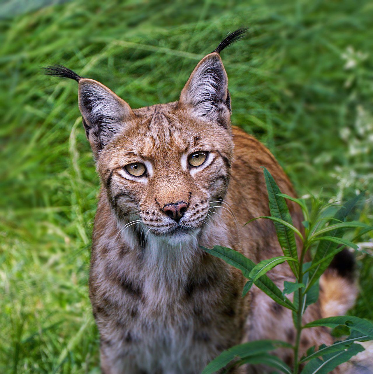 , Luchs, Lynx, Kämpfen, Verteidigen, Wildlife, Wildes Leben, Fotografie, Tierfotografie, Naturfotografie, Sonyalpha77II, Wald, Natur, Braun, Weiß, Grün, Gelb, Bayern, Tierpark, Bayerwaldtierparklohberg, Luchs, Lynx, Kämpfen, Verteidigen, Wildlife, Wildes Leben, Fotografie, Tierfotografie, Naturfotografie, Sonyalpha77II, Wald, Natur, Braun, Weiß, Grün, Gelb, Bayern, Tierpark, Bayerwaldtierpark, Lohberg, Luchs, Lynx, Luchsfamilie, Luchskinder, Luchsbaby, Wildlife, Großkatze, Wildnis, Natur, Freigehege, Fotografie, Sony, A77II, Sigma, Naturfotograf, Frischmuth,