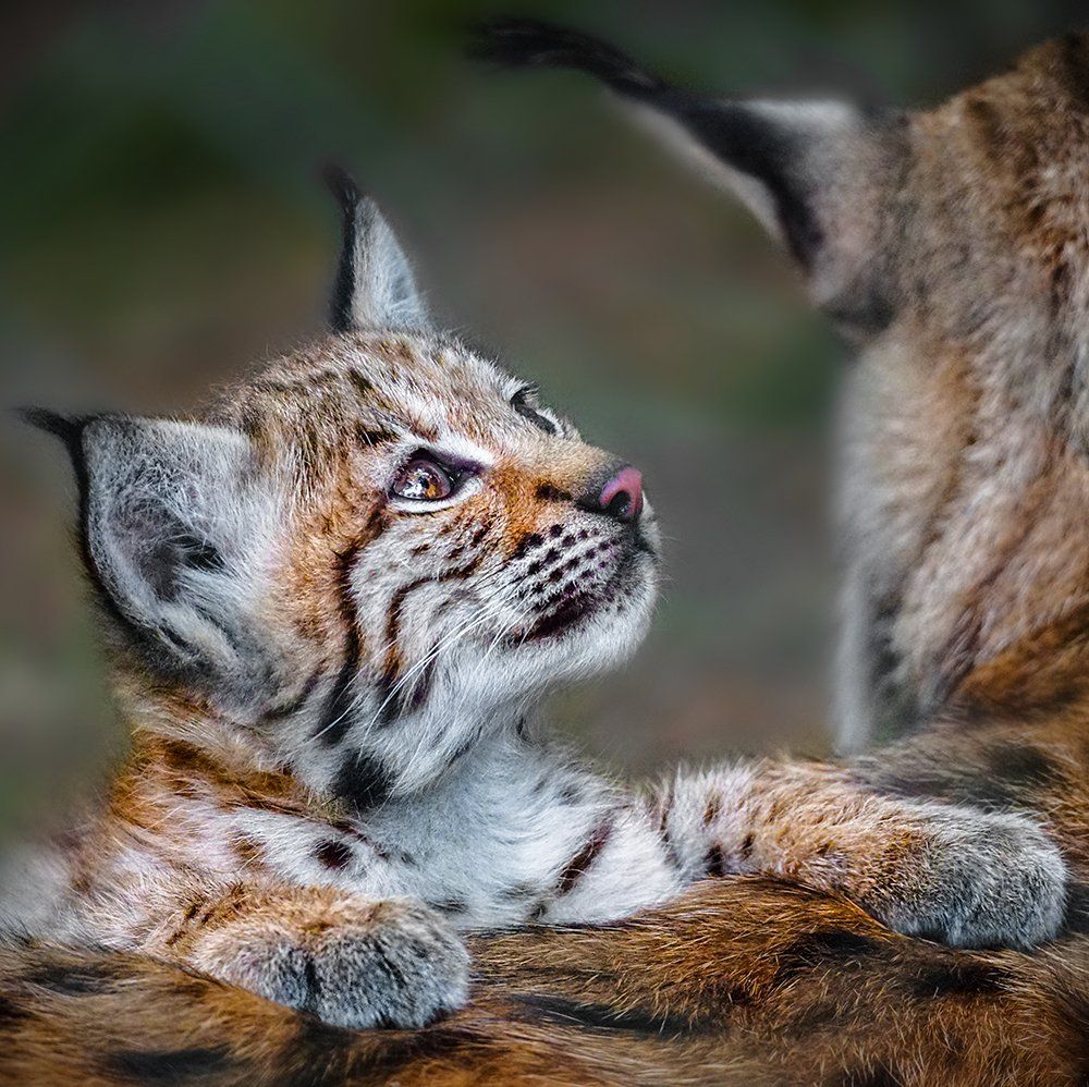 Bayerwaldtierparklohberg, Luchs, Lynx, Kämpfen, Verteidigen, Wildlife, Wildes Leben, Fotografie, Tierfotografie, Naturfotografie, Sonyalpha77II, Wald, Natur, Braun, Weiß, Grün, Gelb, Bayern, Tierpark, Bayerwaldtierparklohberg, Luchs, Lynx, Kämpfen, Verteidigen, Wildlife, Wildes Leben, Fotografie, Tierfotografie, Naturfotografie, Sonyalpha77II, Wald, Natur, Braun, Weiß, Grün, Gelb, Bayern, Tierpark, Luchs, Bayerwaldtierpark Lohberg, Tierpark, Zoo, Wildtiere, Großkatze, Zoo,