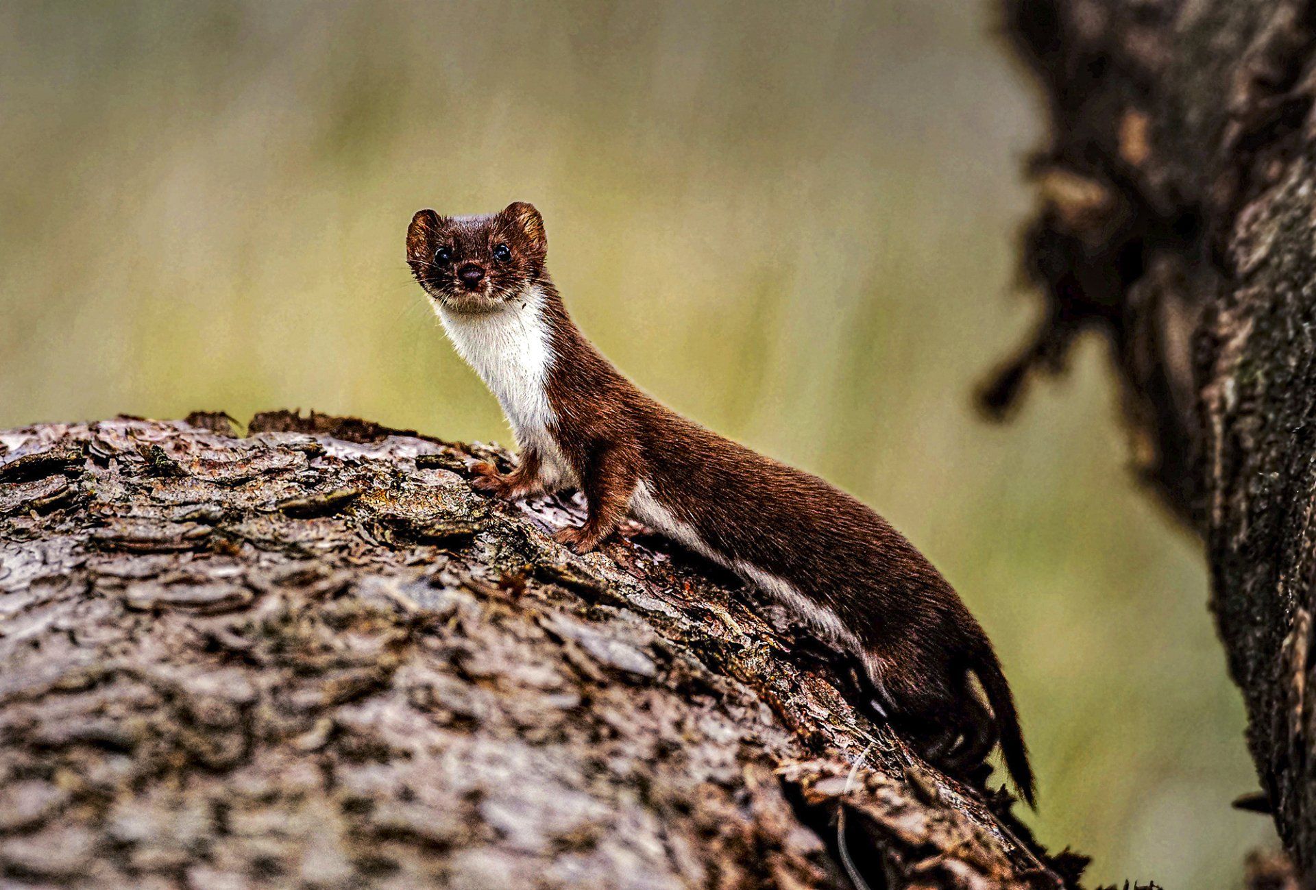 Hermelin Wildlife, Naturfotografie, Hermelin, Baum, Freiheit, Wild, Natur, Säugetier, Fell, Braun, Weiß, Fotografie,