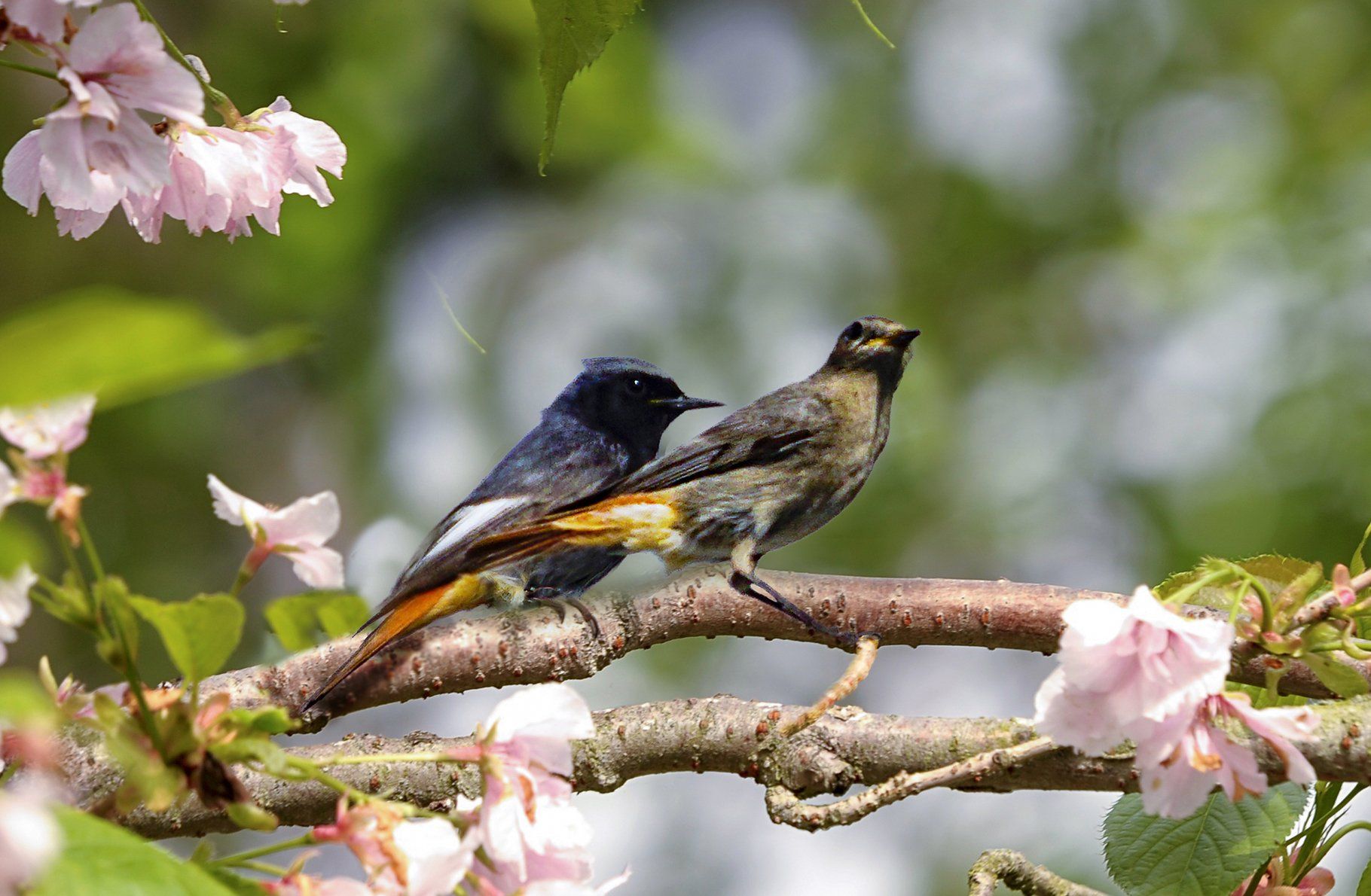Rotschwanz, Rotschwänzchen, Schmätzer, Vogel, Phoenicurus, Fliegenschnepper, Muscicapidae,