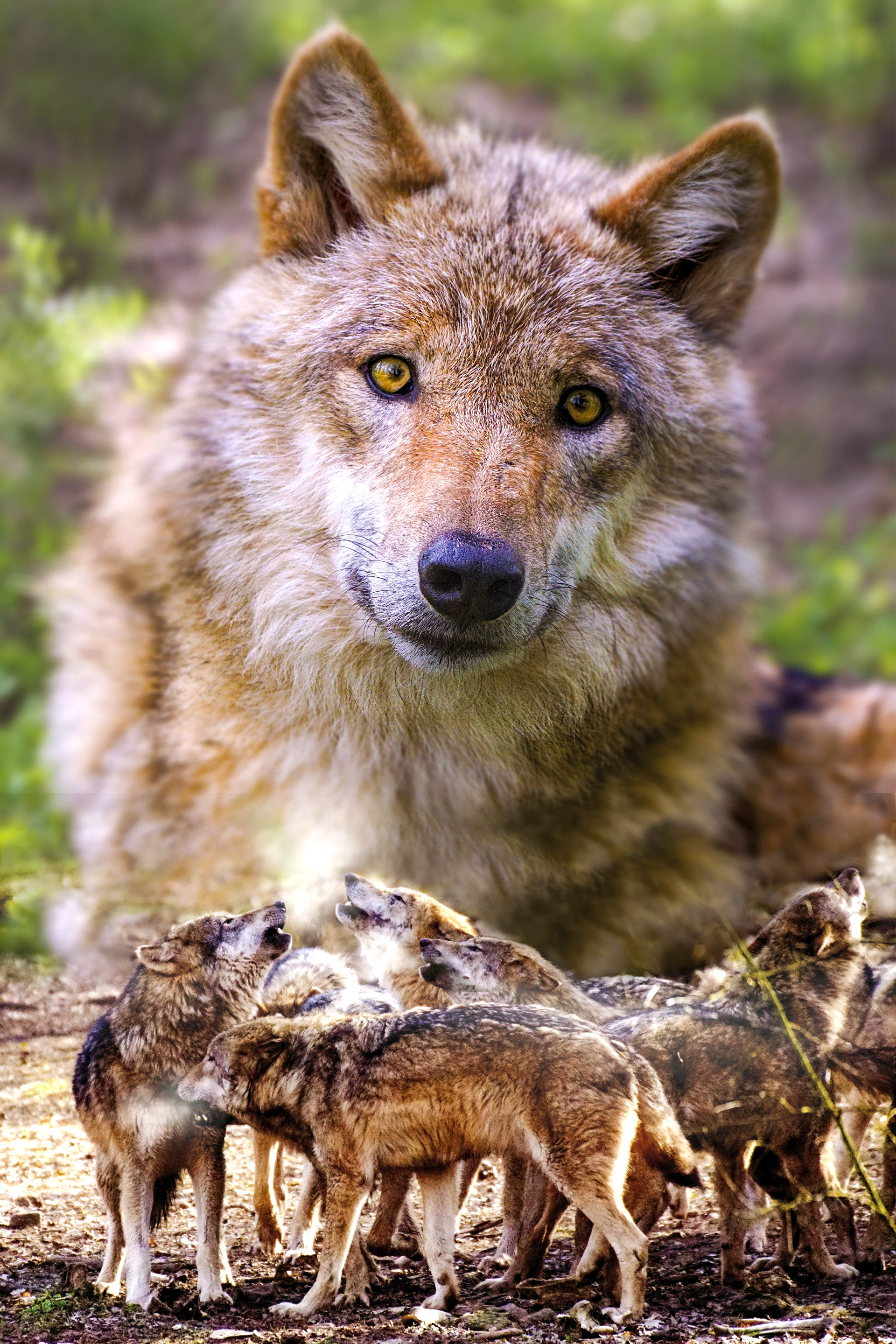 COPYRIGHT: UWE P. FRISCHMUTH