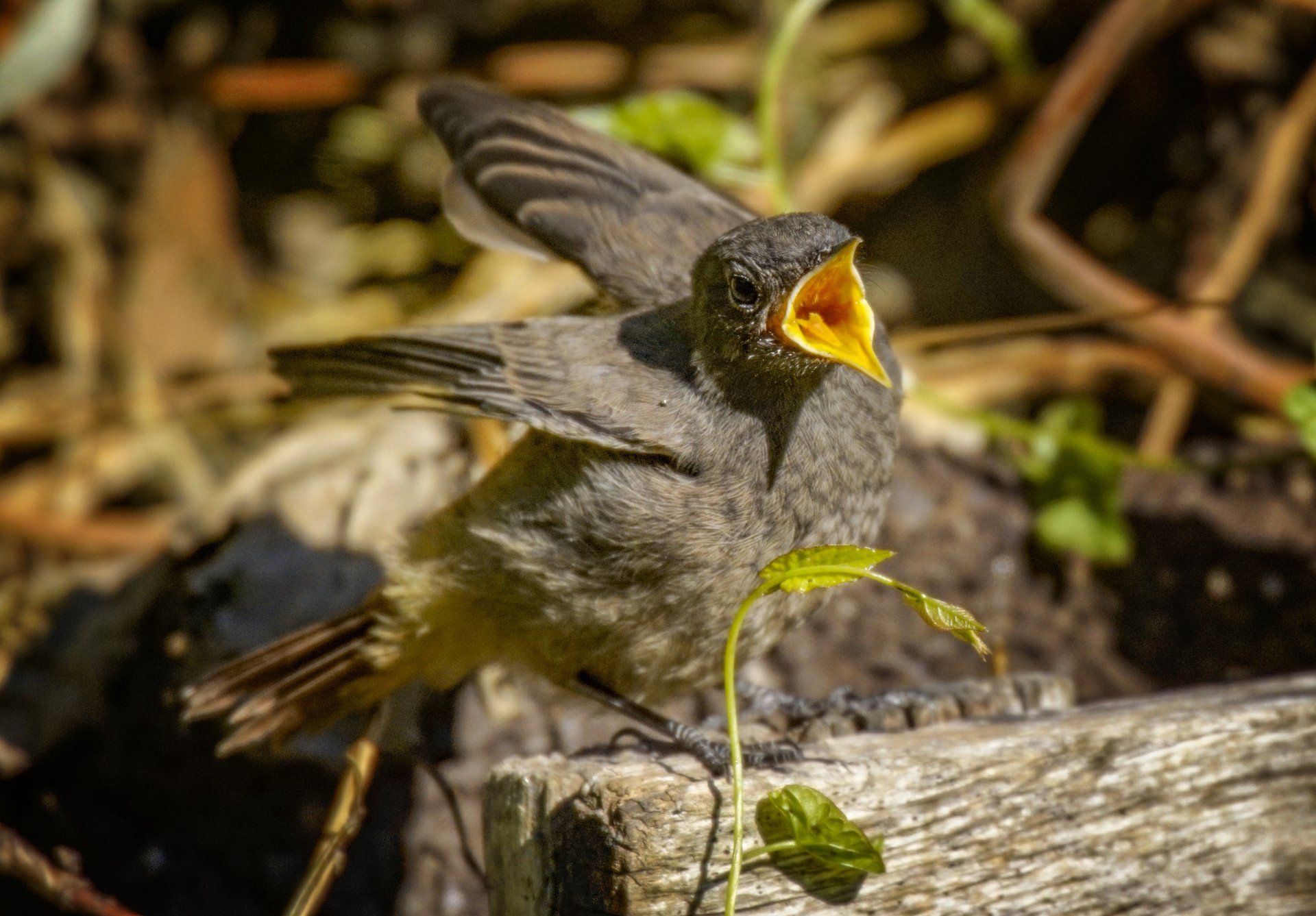 Rotschwanz, Rotschwänzchen, Schmätzer, Vogel, Phoenicurus, Fliegenschnepper, Muscicapidae,Rotschwanz, Rotschwänzchen, Schmätzer, Vogel, Phoenicurus, Fliegenschnepper, Muscicapidae,Rotschwanz, Rotschwänzchen, Schmätzer, Vogel, Phoenicurus, Fliegenschnepper, Muscicapidae,Rotschwanz, Rotschwänzchen, Schmätzer, Vogel, Phoenicurus, Fliegenschnepper, Muscicapidae,Rotschwanz, Rotschwänzchen, Schmätzer, Vogel, Phoenicurus, Fliegenschnepper, Muscicapidae,