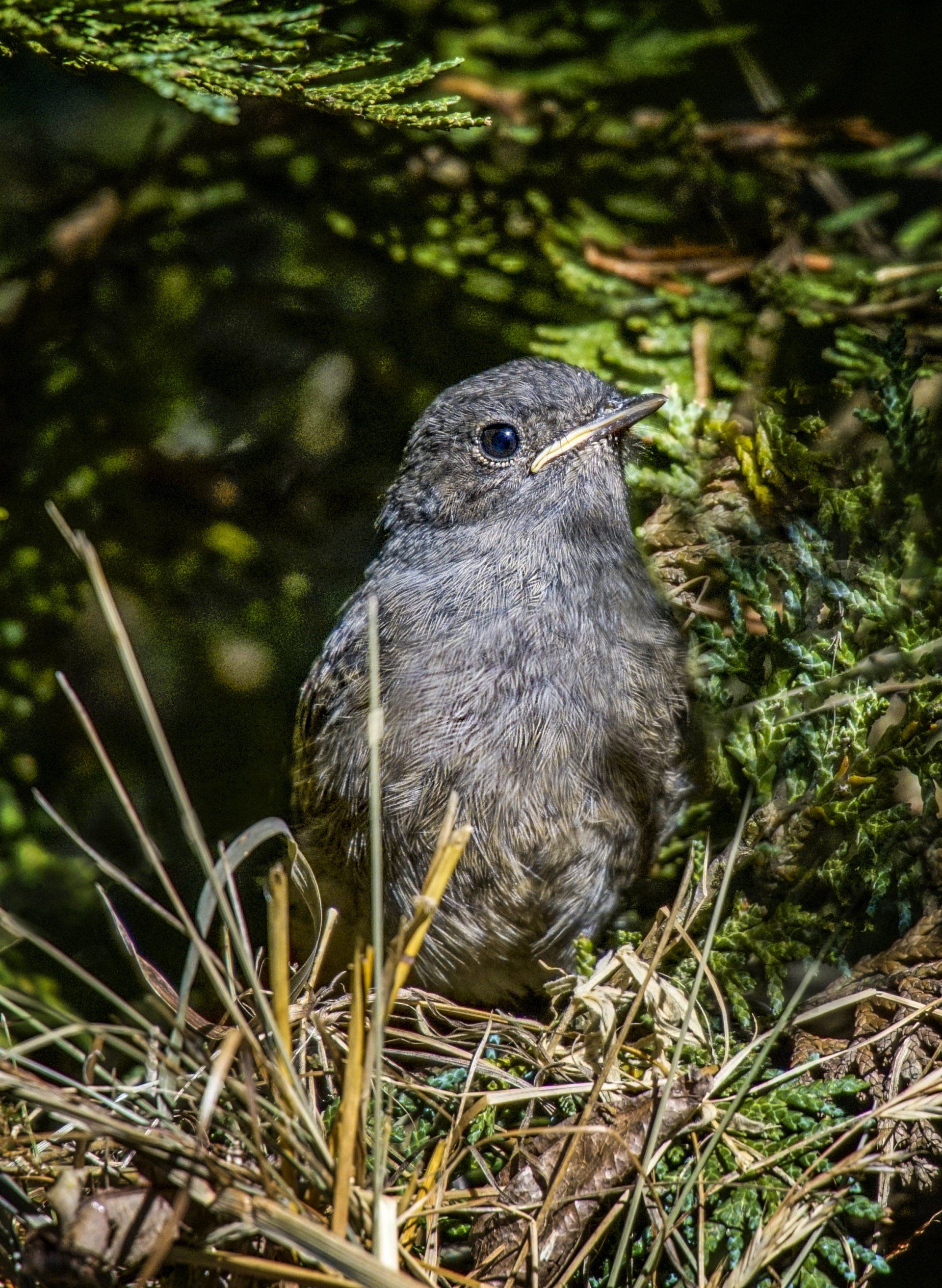 Rotschwanz, Rotschwänzchen, Schmätzer, Vogel, Phoenicurus, Fliegenschnepper, Muscicapidae,Rotschwanz, Rotschwänzchen, Schmätzer, Vogel, Phoenicurus, Fliegenschnepper, Muscicapidae,Rotschwanz, Rotschwänzchen, Schmätzer, Vogel, Phoenicurus, Fliegenschnepper, Muscicapidae,Rotschwanz, Rotschwänzchen, Schmätzer, Vogel, Phoenicurus, Fliegenschnepper, Muscicapidae,Rotschwanz, Rotschwänzchen, Schmätzer, Vogel, Phoenicurus, Fliegenschnepper, Muscicapidae,Rotschwanz, Rotschwänzchen, Schmätzer, Vogel, Phoenicurus, Fliegenschnepper, Muscicapidae,