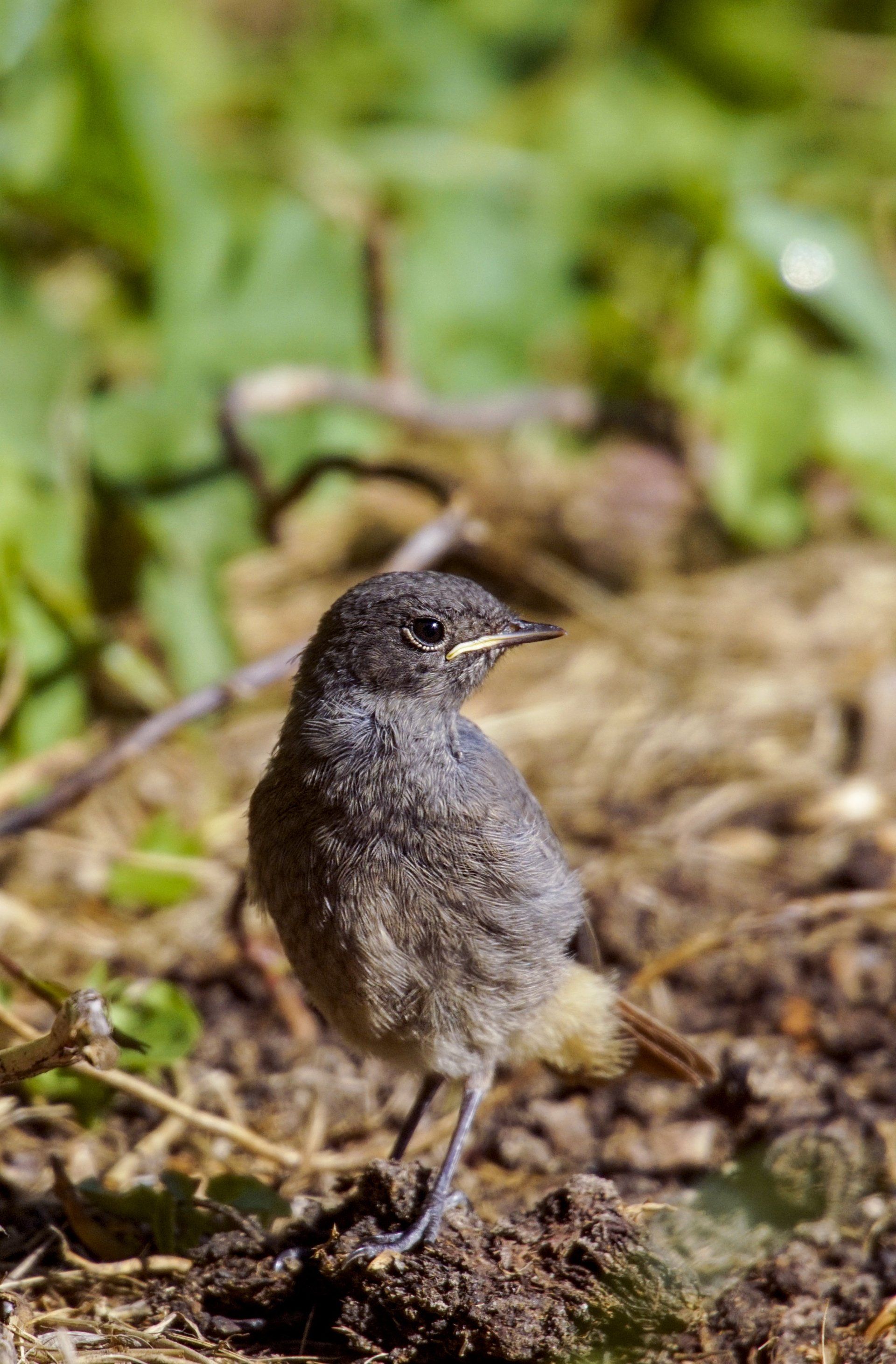 Rotschwanz, Rotschwänzchen, Schmätzer, Vogel, Phoenicurus, Fliegenschnepper, Muscicapidae,