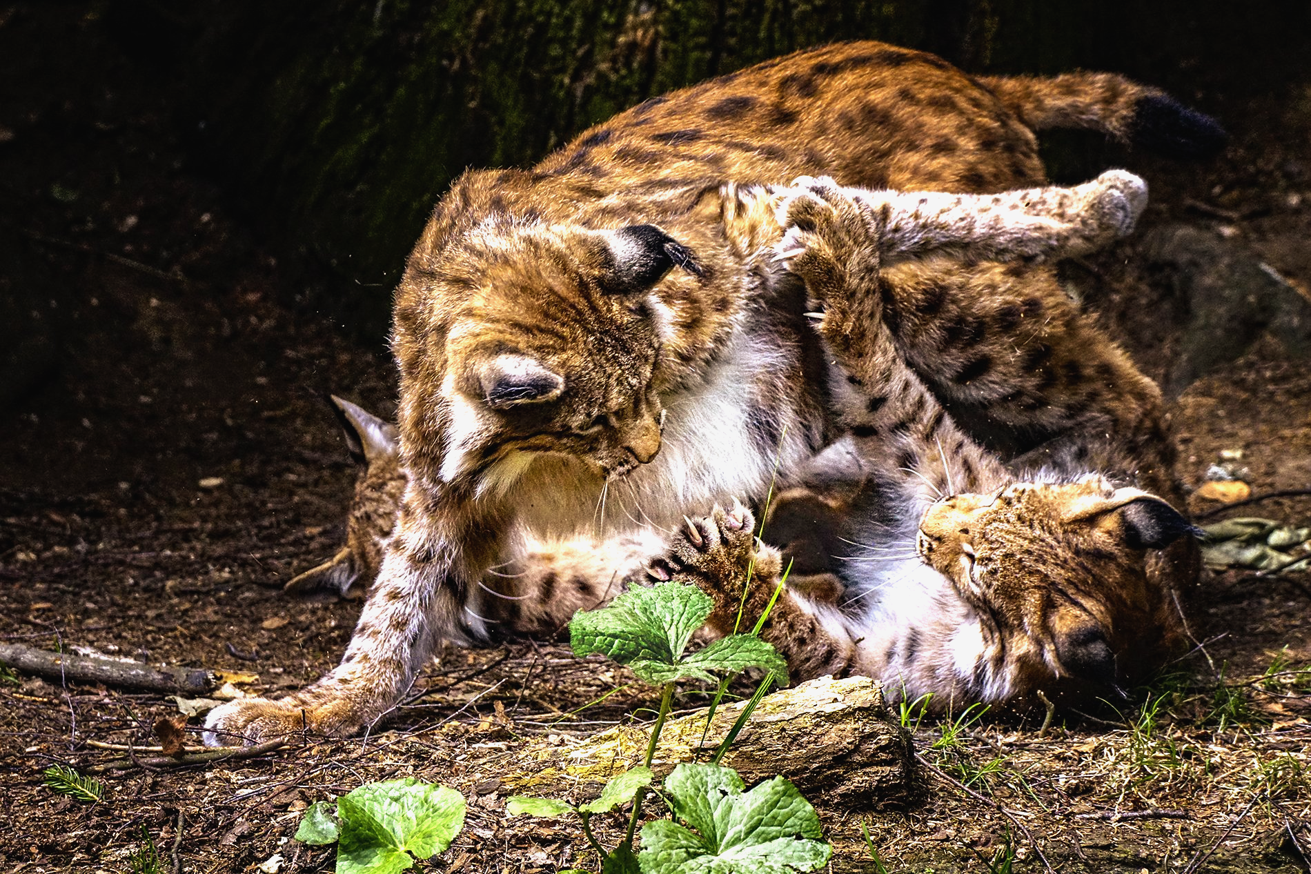 Bayerwaldtierparklohberg, Luchs, Lynx, Kämpfen, Verteidigen, Wildlife, Wildes Leben, Fotografie, Tierfotografie, Naturfotografie, Sonyalpha77II, Wald, Natur, Braun, Weiß, Grün, Gelb, Bayern, Tierpark,