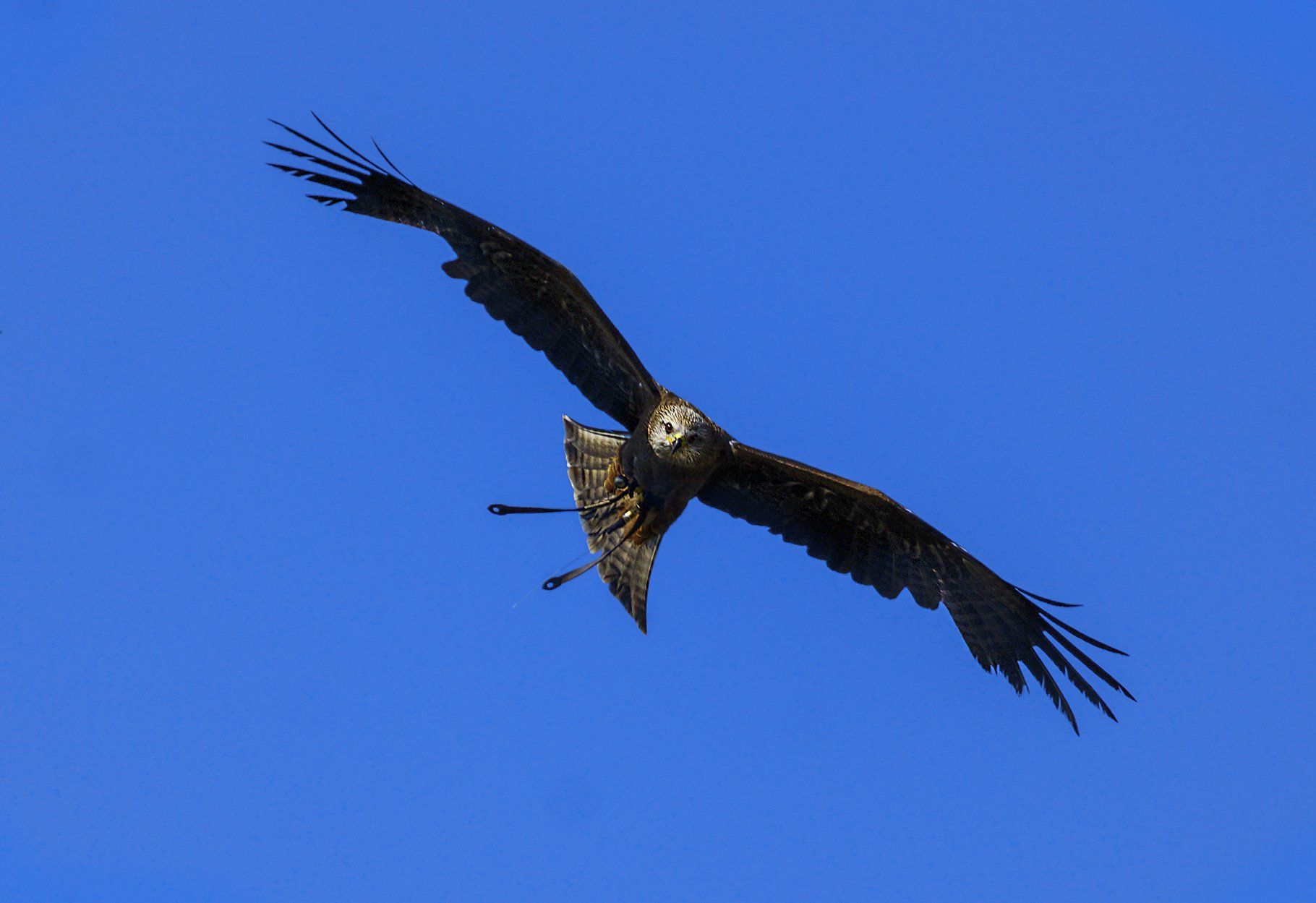 Falkenhof Schloss Rosenburg, Niederbayern, Riedenburg, Rhein-Main-Donaukanal, Falkner, Falkenhof, Schwarzmilan, Rotmilan, Falke, Wanderfalke, Gerfalke, Lannerfalke, Turmfalke, Vogel, Raubvogel, Falkenhof Schloss Rosenburg, Niederbayern, Riedenburg, Rhein-Main-Donaukanal, Falkner, Falkenhof, Schwarzmilan, Rotmilan, Falke, Wanderfalke, Gerfalke, Lannerfalke, Turmfalke, Vogel, Raubvogel, Falkenhof Schloss Rosenburg, Niederbayern, Riedenburg, Rhein-Main-Donaukanal, Falkner, Falkenhof, Schwarzmilan, Rotmilan, Falke, Wanderfalke, Gerfalke, Lannerfalke, Turmfalke, Vogel, Raubvogel, Falkenhof Schloss Rosenburg, Niederbayern, Riedenburg, Rhein-Main-Donaukanal, Falkner, Falkenhof, Schwarzmilan, Rotmilan, Falke, Wanderfalke, Gerfalke, Lannerfalke, Turmfalke, Vogel, Raubvogel,