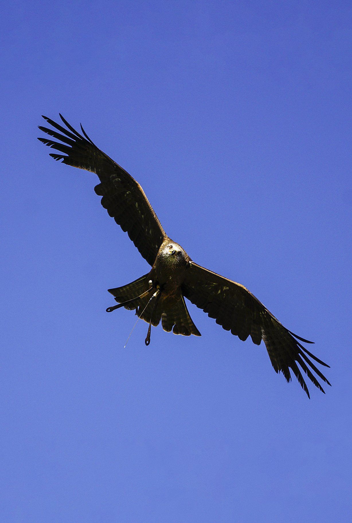 Falkenhof Schloss Rosenburg, Niederbayern, Riedenburg, Rhein-Main-Donaukanal, Falkner, Falkenhof, Schwarzmilan, Rotmilan, Falke, Wanderfalke, Gerfalke, Lannerfalke, Turmfalke, Vogel, Raubvogel, Falkenhof Schloss Rosenburg, Niederbayern, Riedenburg, Rhein-Main-Donaukanal, Falkner, Falkenhof, Schwarzmilan, Rotmilan, Falke, Wanderfalke, Gerfalke, Lannerfalke, Turmfalke, Vogel, Raubvogel, Falkenhof Schloss Rosenburg, Niederbayern, Riedenburg, Rhein-Main-Donaukanal, Falkner, Falkenhof, Schwarzmilan, Rotmilan, Falke, Wanderfalke, Gerfalke, Lannerfalke, Turmfalke, Vogel, Raubvogel,