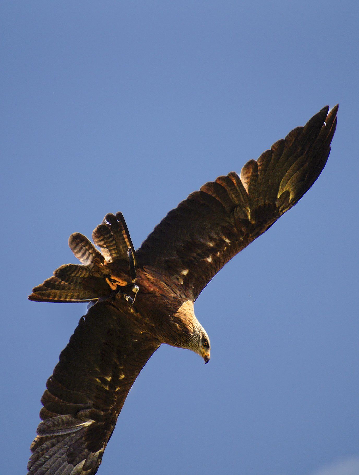 Falkenhof Schloss Rosenburg, Niederbayern, Riedenburg, Rhein-Main-Donaukanal, Falkner, Falkenhof, Schwarzmilan, Rotmilan, Falke, Wanderfalke, Gerfalke, Lannerfalke, Turmfalke, Vogel, Raubvogel, Falkenhof Schloss Rosenburg, Niederbayern, Riedenburg, Rhein-Main-Donaukanal, Falkner, Falkenhof, Schwarzmilan, Rotmilan, Falke, Wanderfalke, Gerfalke, Lannerfalke, Turmfalke, Vogel, Raubvogel,Falkenhof Schloss Rosenburg, Niederbayern, Riedenburg, Rhein-Main-Donaukanal, Falkner, Falkenhof, Schwarzmilan, Rotmilan, Falke, Wanderfalke, Gerfalke, Lannerfalke, Turmfalke, Vogel, Raubvogel, Falkenhof Schloss Rosenburg, Niederbayern, Riedenburg, Rhein-Main-Donaukanal, Falkner, Falkenhof, Schwarzmilan, Rotmilan, Falke, Wanderfalke, Gerfalke, Lannerfalke, Turmfalke, Vogel, Raubvogel, Falkenhof Schloss Rosenburg, Niederbayern, Riedenburg, Rhein-Main-Donaukanal, Falkner, Falkenhof, Schwarzmilan, Rotmilan, Falke, Wanderfalke, Gerfalke, Lannerfalke, Turmfalke, Vogel, Raubvogel, Falkenhof Schloss Rosenburg, Niederbayern, Riedenburg, Rhein-Main-Donaukanal, Falkner, Falkenhof, Schwarzmilan, Rotmilan, Falke, Wanderfalke, Gerfalke, Lannerfalke, Turmfalke, Vogel, Raubvogel,