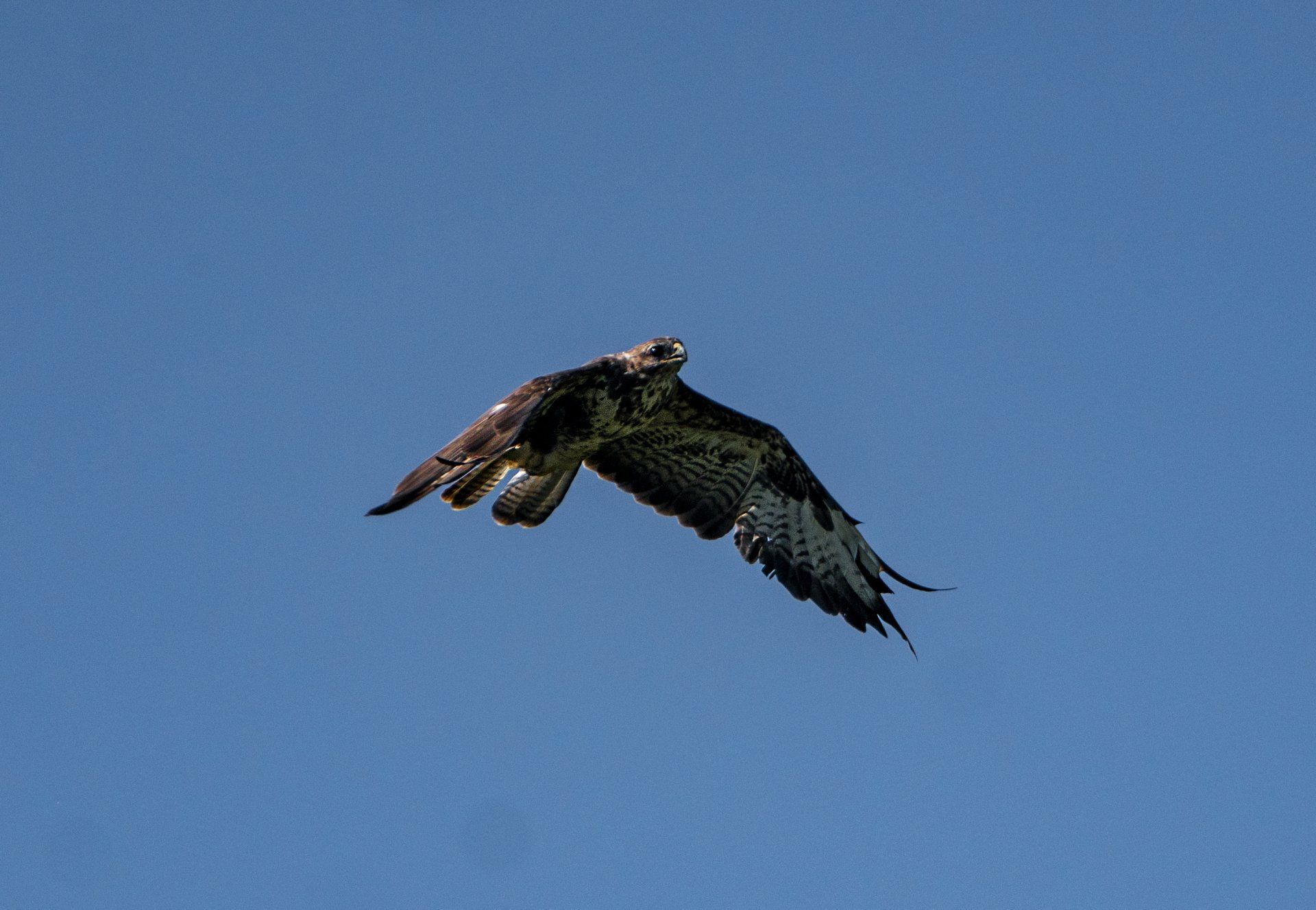 Bussard, Mäusebussard, Greifvogel, Raubvogel,
