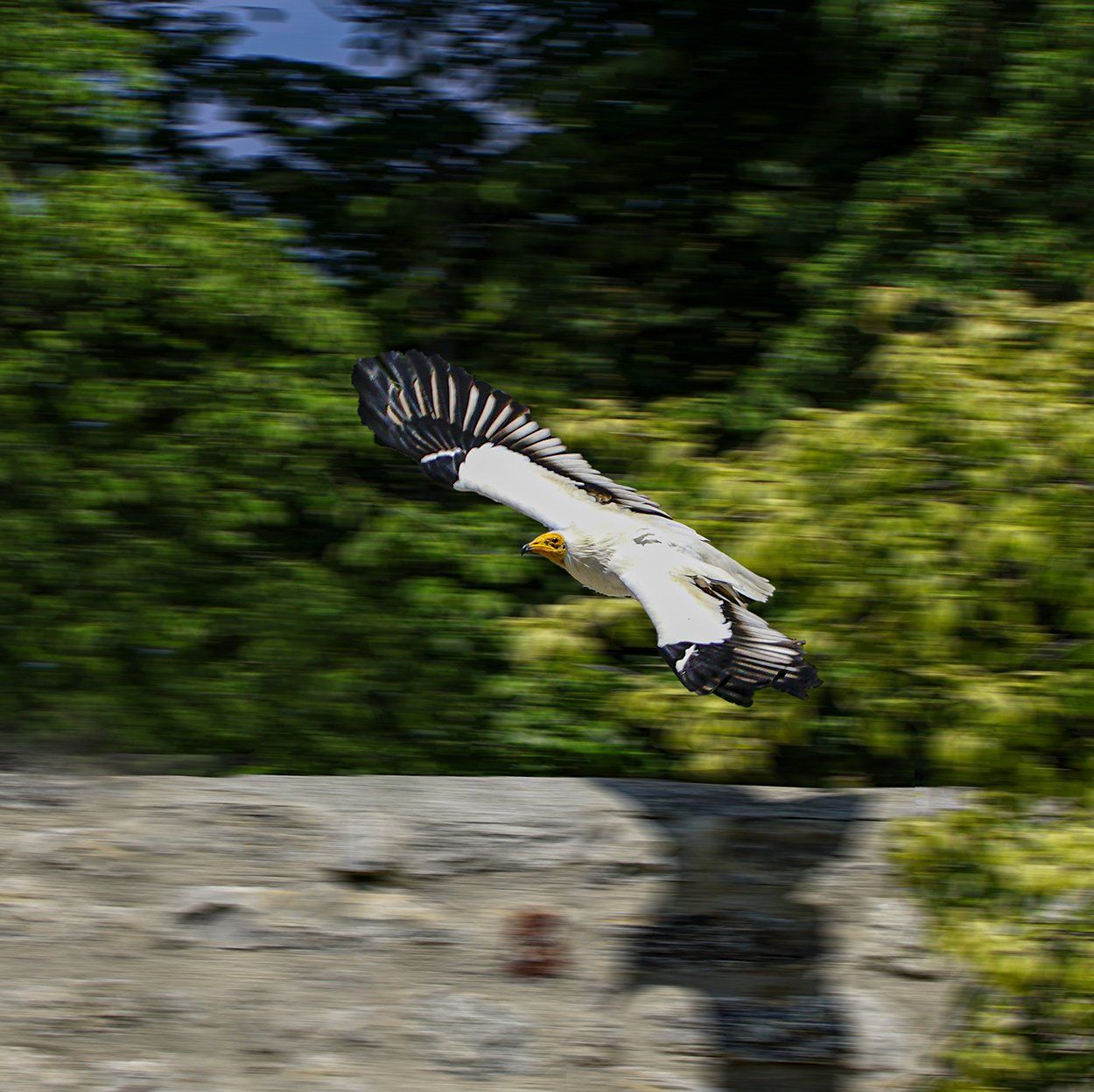 Falkenhof Schloss Rosenburg, Niederbayern, Riedenburg, Rhein-Main-Donaukanal, Falkner, Falkenhof, Riesenseeadler, Weißkopfseeadler, Schreiseeadler, Schwarzmilan, Rotmilan, Falke, Wanderfalke, Gerfalke, Lannerfalke, Turmfalke, Vogel, Raubvogel, Falkenhof Schloss Rosenburg, Niederbayern, Riedenburg, Rhein-Main-Donaukanal, Falkner, Falkenhof, Schwarzmilan, Rotmilan, Falke, Wanderfalke, Gerfalke, Lannerfalke, Turmfalke, Vogel, Raubvogel,Falkenhof Schloss Rosenburg, Niederbayern, Riedenburg, Rhein-Main-Donaukanal, Falkner, Falkenhof, Schwarzmilan, Rotmilan, Falke, Wanderfalke, Gerfalke, Lannerfalke, Turmfalke, Vogel, Raubvogel,Falkenhof Schloss Rosenburg, Niederbayern, Riedenburg, Rhein-Main-Donaukanal, Falkner, Falkenhof, Schwarzmilan, Rotmilan, Falke, Wanderfalke, Gerfalke, Lannerfalke, Turmfalke, Vogel, Raubvogel, Falkenhof Schloss Rosenburg, Niederbayern, Riedenburg, Rhein-Main-Donaukanal, Falkner, Falkenhof, Schwarzmilan, Rotmilan, Falke, Wanderfalke, Gerfalke, Lannerfalke, Turmfalke, Vogel, Raubvogel, Falkenhof Schloss Rosenburg, Niederbayern, Riedenburg, Rhein-Main-Donaukanal, Falkner, Falkenhof, Schwarzmilan, Rotmilan, Falke, Wanderfalke, Gerfalke, Lannerfalke, Turmfalke, Vogel, Raubvogel,Falkenhof Schloss Rosenburg, Niederbayern, Riedenburg, Rhein-Main-Donaukanal, Falkner, Falkenhof, Schwarzmilan, Rotmilan, Falke, Wanderfalke, Gerfalke, Lannerfalke, Turmfalke, Vogel, Raubvogel, Falkenhof Schloss Rosenburg, Niederbayern, Riedenburg, Rhein-Main-Donaukanal, Falkner, Falkenhof, Schwarzmilan, Rotmilan, Falke, Wanderfalke, Gerfalke, Lannerfalke, Turmfalke, Vogel, Raubvogel, Falkenhof Schloss Rosenburg, Niederbayern, Riedenburg, Rhein-Main-Donaukanal, Falkner, Falkenhof, Schwarzmilan, Rotmilan, Falke, Wanderfalke, Gerfalke, Lannerfalke, Turmfalke, Vogel, Raubvogel, Falkenhof Schloss Rosenburg, Niederbayern, Riedenburg, Rhein-Main-Donaukanal, Falkner, Falkenhof, Schwarzmilan, Rotmilan, Falke, Wanderfalke, Gerfalke, Lannerfalke, Turmfalke, Vogel, Raubvogel,