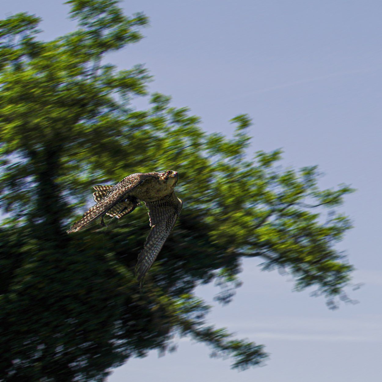 Falkenhof Schloss Rosenburg, Niederbayern, Riedenburg, Rhein-Main-Donaukanal, Falkner, Falkenhof, Schwarzmilan, Rotmilan, Falke, Wanderfalke, Gerfalke, Lannerfalke, Turmfalke, Vogel, Raubvogel, Uhu, Falkenhof Schloss Rosenburg, Niederbayern, Riedenburg, Rhein-Main-Donaukanal, Falkner, Falkenhof, Schwarzmilan, Rotmilan, Falke, Wanderfalke, Gerfalke, Lannerfalke, Turmfalke, Vogel, Raubvogel, Falkenhof Schloss Rosenburg, Niederbayern, Riedenburg, Rhein-Main-Donaukanal, Falkner, Falkenhof, Schwarzmilan, Rotmilan, Falke, Wanderfalke, Gerfalke, Lannerfalke, Turmfalke, Vogel, Raubvogel, Falkenhof Schloss Rosenburg, Niederbayern, Riedenburg, Rhein-Main-Donaukanal, Falkner, Falkenhof, Schwarzmilan, Rotmilan, Falke, Wanderfalke, Gerfalke, Lannerfalke, Turmfalke, Vogel, Raubvogel,Falkenhof Schloss Rosenburg, Niederbayern, Riedenburg, Rhein-Main-Donaukanal, Falkner, Falkenhof, Schwarzmilan, Rotmilan, Falke, Wanderfalke, Gerfalke, Lannerfalke, Turmfalke, Vogel, Raubvogel,Falkenhof Schloss Rosenburg, Niederbayern, Riedenburg, Rhein-Main-Donaukanal, Falkner, Falkenhof, Schwarzmilan, Rotmilan, Falke, Wanderfalke, Gerfalke, Lannerfalke, Turmfalke, Vogel, Raubvogel,Falkenhof Schloss Rosenburg, Niederbayern, Riedenburg, Rhein-Main-Donaukanal, Falkner, Falkenhof, Schwarzmilan, Rotmilan, Falke, Wanderfalke, Gerfalke, Lannerfalke, Turmfalke, Vogel, Raubvogel,Falkenhof Schloss Rosenburg, Niederbayern, Riedenburg, Rhein-Main-Donaukanal, Falkner, Falkenhof, Schwarzmilan, Rotmilan, Falke, Wanderfalke, Gerfalke, Lannerfalke, Turmfalke, Vogel, Raubvogel,Falkenhof Schloss Rosenburg, Niederbayern, Riedenburg, Rhein-Main-Donaukanal, Falkner, Falkenhof, Schwarzmilan, Rotmilan, Falke, Wanderfalke, Gerfalke, Lannerfalke, Turmfalke, Vogel, Raubvogel,Falkenhof Schloss Rosenburg, Niederbayern, Riedenburg, Rhein-Main-Donaukanal, Falkner, Falkenhof, Schwarzmilan, Rotmilan, Falke, Wanderfalke, Gerfalke, Lannerfalke, Turmfalke, Vogel, Raubvogel, Falkenhof Schloss Rosenburg, Niederbayern, Riedenburg, Rhein-Main-Donaukanal, Falkner, Falkenhof, Schwarzmilan, Rotmilan, Falke, Wanderfalke, Gerfalke, Lannerfalke, Turmfalke, Vogel, Raubvogel, Falkenhof Schloss Rosenburg, Niederbayern, Riedenburg, Rhein-Main-Donaukanal, Falkner, Falkenhof, Schwarzmilan, Rotmilan, Falke, Wanderfalke, Gerfalke, Lannerfalke, Turmfalke, Vogel, Raubvogel,Falkenhof Schloss Rosenburg, Niederbayern, Riedenburg, Rhein-Main-Donaukanal, Falkner, Falkenhof, Schwarzmilan, Rotmilan, Falke, Wanderfalke, Gerfalke, Lannerfalke, Turmfalke, Vogel, Raubvogel, Falkenhof Schloss Rosenburg, Niederbayern, Riedenburg, Rhein-Main-Donaukanal, Falkner, Falkenhof, Schwarzmilan, Rotmilan, Falke, Wanderfalke, Gerfalke, Lannerfalke, Turmfalke, Vogel, Raubvogel, Falkenhof Schloss Rosenburg, Niederbayern, Riedenburg, Rhein-Main-Donaukanal, Falkner, Falkenhof, Schwarzmilan, Rotmilan, Falke, Wanderfalke, Gerfalke, Lannerfalke, Turmfalke, Vogel, Raubvogel, Falkenhof Schloss Rosenburg, Niederbayern, Riedenburg, Rhein-Main-Donaukanal, Falkner, Falkenhof, Schwarzmilan, Rotmilan, Falke, Wanderfalke, Gerfalke, Lannerfalke, Turmfalke, Vogel, Raubvogel, Falkenhof Schloss Rosenburg, Niederbayern, Riedenburg, Rhein-Main-Donaukanal, Falkner, Falkenhof, Schwarzmilan, Rotmilan, Falke, Wanderfalke, Gerfalke, Lannerfalke, Turmfalke, Vogel, Raubvogel, Uhu, Falkenhof Schloss Rosenburg, Niederbayern, Riedenburg, Rhein-Main-Donaukanal, Falkner, Falkenhof, Schwarzmilan, Rotmilan, Falke, Wanderfalke, Gerfalke, Lannerfalke, Turmfalke, Vogel, Raubvogel, Falkenhof Schloss Rosenburg, Niederbayern, Riedenburg, Rhein-Main-Donaukanal, Falkner, Falkenhof, Schwarzmilan, Rotmilan, Falke, Wanderfalke, Gerfalke, Lannerfalke, Turmfalke, Vogel, Raubvogel, Falkenhof Schloss Rosenburg, Niederbayern, Riedenburg, Rhein-Main-Donaukanal, Falkner, Falkenhof, Schwarzmilan, Rotmilan, Falke, Wanderfalke, Gerfalke, Lannerfalke, Turmfalke, Vogel, Raubvogel,Falkenhof Schloss Rosenburg, Niederbayern, Riedenburg, Rhein-Main-Donaukanal, Falkner, Falkenhof, Schwarzmilan, Rotmilan, Falke, Wanderfalke, Gerfalke, Lannerfalke, Turmfalke, Vogel, Raubvogel,Falkenhof Schloss Rosenburg, Niederbayern, Riedenburg, Rhein-Main-Donaukanal, Falkner, Falkenhof, Schwarzmilan, Rotmilan, Falke, Wanderfalke, Gerfalke, Lannerfalke, Turmfalke, Vogel, Raubvogel,Falkenhof Schloss Rosenburg, Niederbayern, Riedenburg, Rhein-Main-Donaukanal, Falkner, Falkenhof, Schwarzmilan, Rotmilan, Falke, Wanderfalke, Gerfalke, Lannerfalke, Turmfalke, Vogel, Raubvogel,Falkenhof Schloss Rosenburg, Niederbayern, Riedenburg, Rhein-Main-Donaukanal, Falkner, Falkenhof, Schwarzmilan, Rotmilan, Falke, Wanderfalke, Gerfalke, Lannerfalke, Turmfalke, Vogel, Raubvogel,Falkenhof Schloss Rosenburg, Niederbayern, Riedenburg, Rhein-Main-Donaukanal, Falkner, Falkenhof, Schwarzmilan, Rotmilan, Falke, Wanderfalke, Gerfalke, Lannerfalke, Turmfalke, Vogel, Raubvogel,Falkenhof Schloss Rosenburg, Niederbayern, Riedenburg, Rhein-Main-Donaukanal, Falkner, Falkenhof, Schwarzmilan, Rotmilan, Falke, Wanderfalke, Gerfalke, Lannerfalke, Turmfalke, Vogel, Raubvogel, Falkenhof Schloss Rosenburg, Niederbayern, Riedenburg, Rhein-Main-Donaukanal, Falkner, Falkenhof, Schwarzmilan, Rotmilan, Falke, Wanderfalke, Gerfalke, Lannerfalke, Turmfalke, Vogel, Raubvogel, Falkenhof Schloss Rosenburg, Niederbayern, Riedenburg, Rhein-Main-Donaukanal, Falkner, Falkenhof, Schwarzmilan, Rotmilan, Falke, Wanderfalke, Gerfalke, Lannerfalke, Turmfalke, Vogel, Raubvogel,Falkenhof Schloss Rosenburg, Niederbayern, Riedenburg, Rhein-Main-Donaukanal, Falkner, Falkenhof, Schwarzmilan, Rotmilan, Falke, Wanderfalke, Gerfalke, Lannerfalke, Turmfalke, Vogel, Raubvogel, Falkenhof Schloss Rosenburg, Niederbayern, Riedenburg, Rhein-Main-Donaukanal, Falkner, Falkenhof, Schwarzmilan, Rotmilan, Falke, Wanderfalke, Gerfalke, Lannerfalke, Turmfalke, Vogel, Raubvogel, Falkenhof Schloss Rosenburg, Niederbayern, Riedenburg, Rhein-Main-Donaukanal, Falkner, Falkenhof, Schwarzmilan, Rotmilan, Falke, Wanderfalke, Gerfalke, Lannerfalke, Turmfalke, Vogel, Raubvogel, Falkenhof Schloss Rosenburg, Niederbayern, Riedenburg, Rhein-Main-Donaukanal, Falkner, Falkenhof, Schwarzmilan, Rotmilan, Falke, Wanderfalke, Gerfalke, Lannerfalke, Turmfalke, Vogel, Raubvogel,