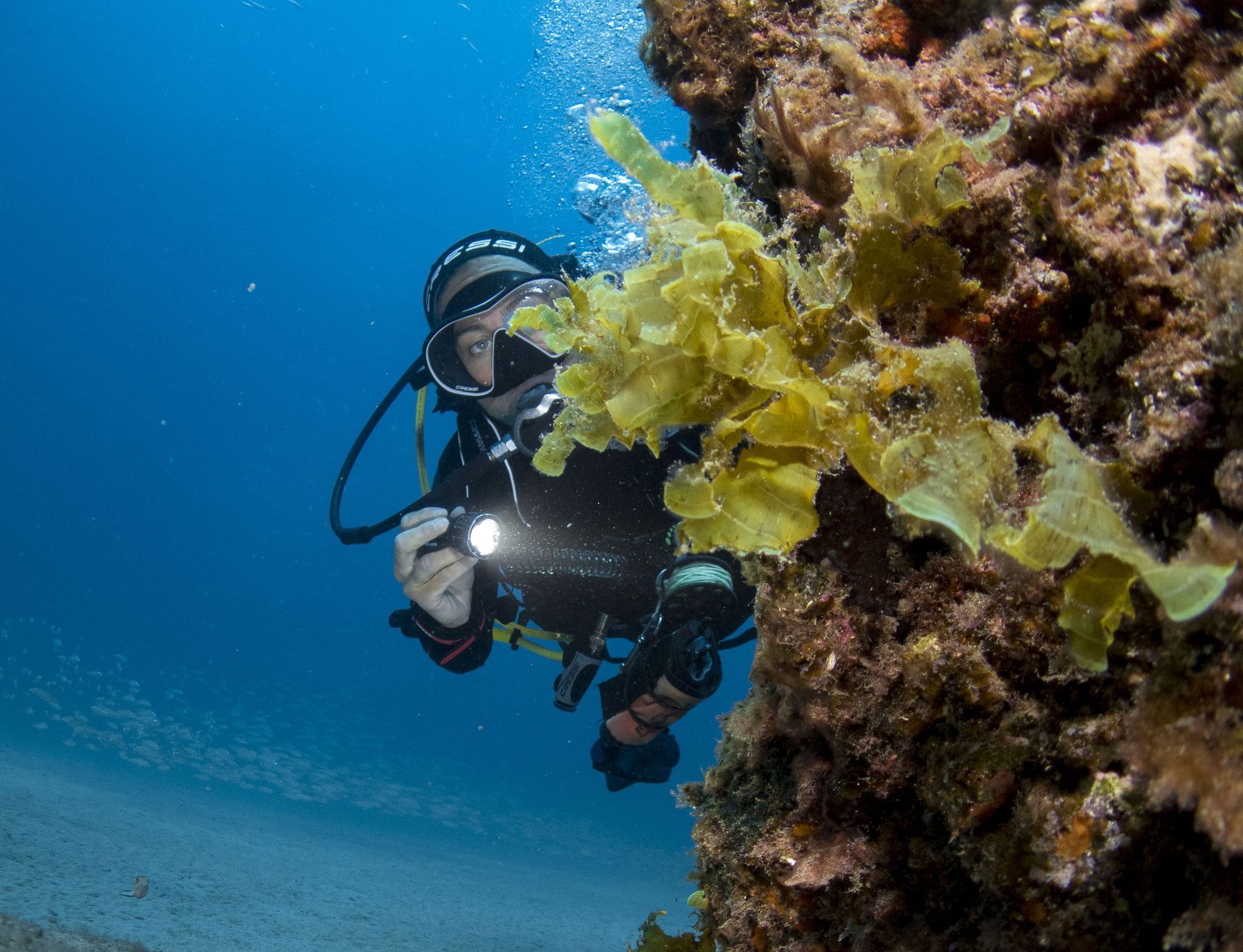cursos de buceo en fuerteventura, diving courses in fuerteventura, tauchkurs auf fuerteventura, curs de plongée en fuerteventura