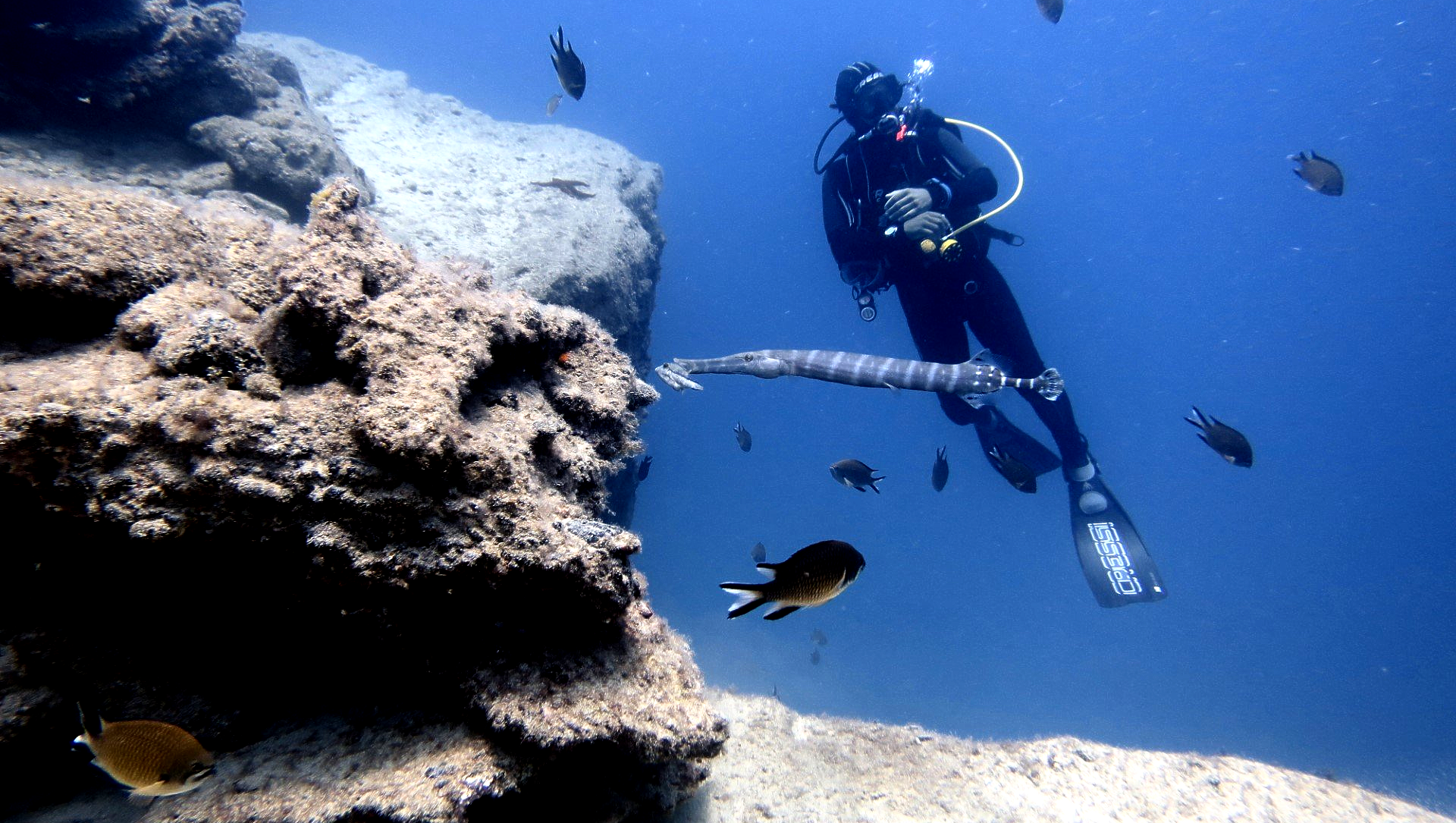 cursos de buceo en fuerteventura, diving courses in fuerteventura, tauchkurs auf fuerteventura, curs de plongée en fuerteventura