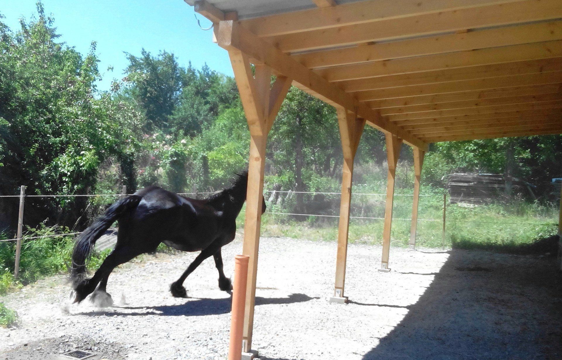 Paddock Anbau zu Stall mit 3 Boxen