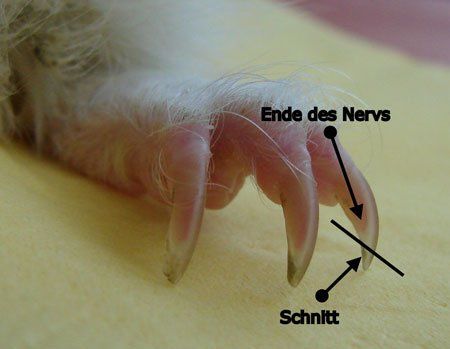 Der richtige Schnitt der Krallen