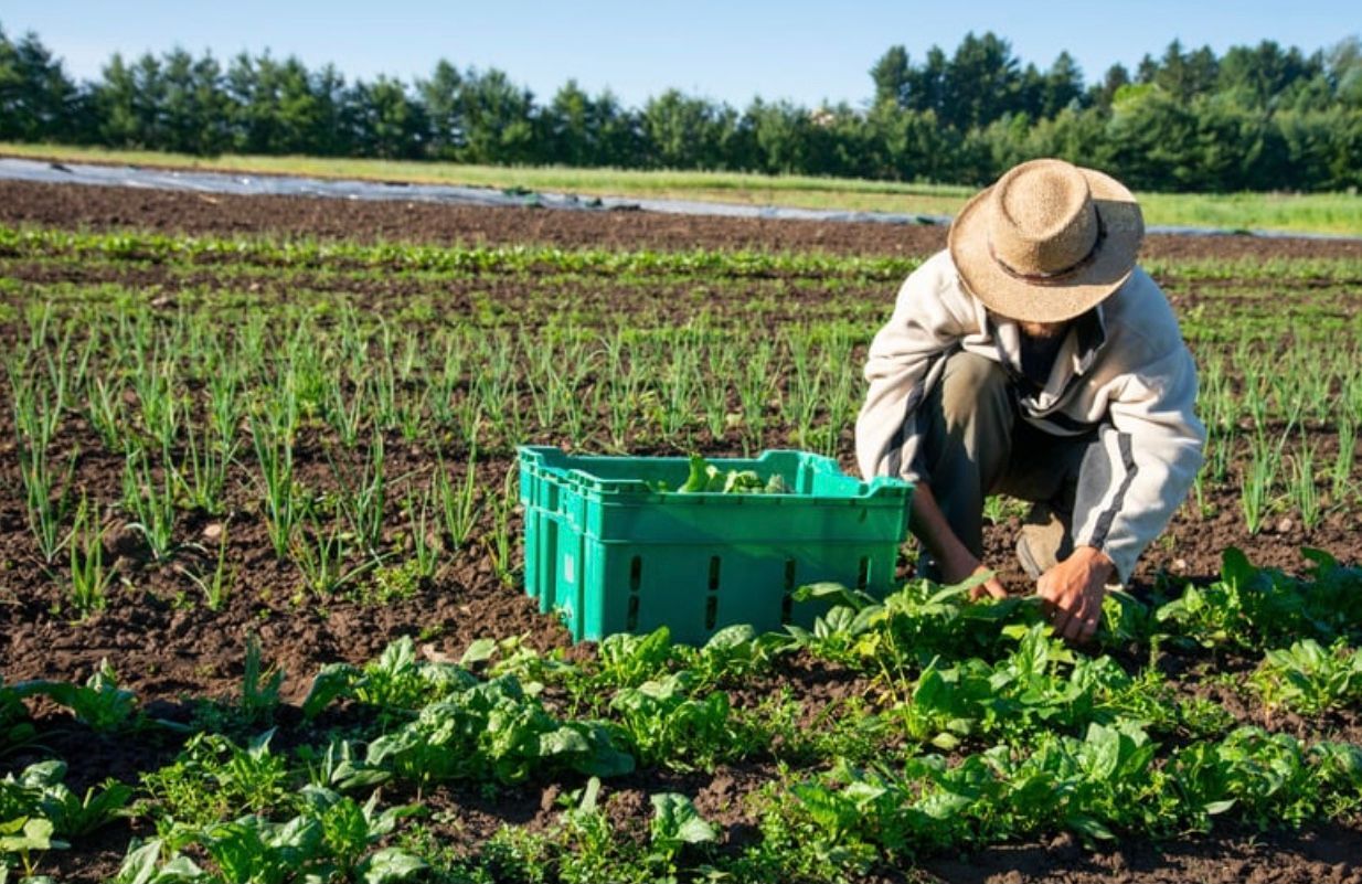Bio Catering Schulverpflegung Kitaverpflegung Essen Mittagessen für Schulen Kitas