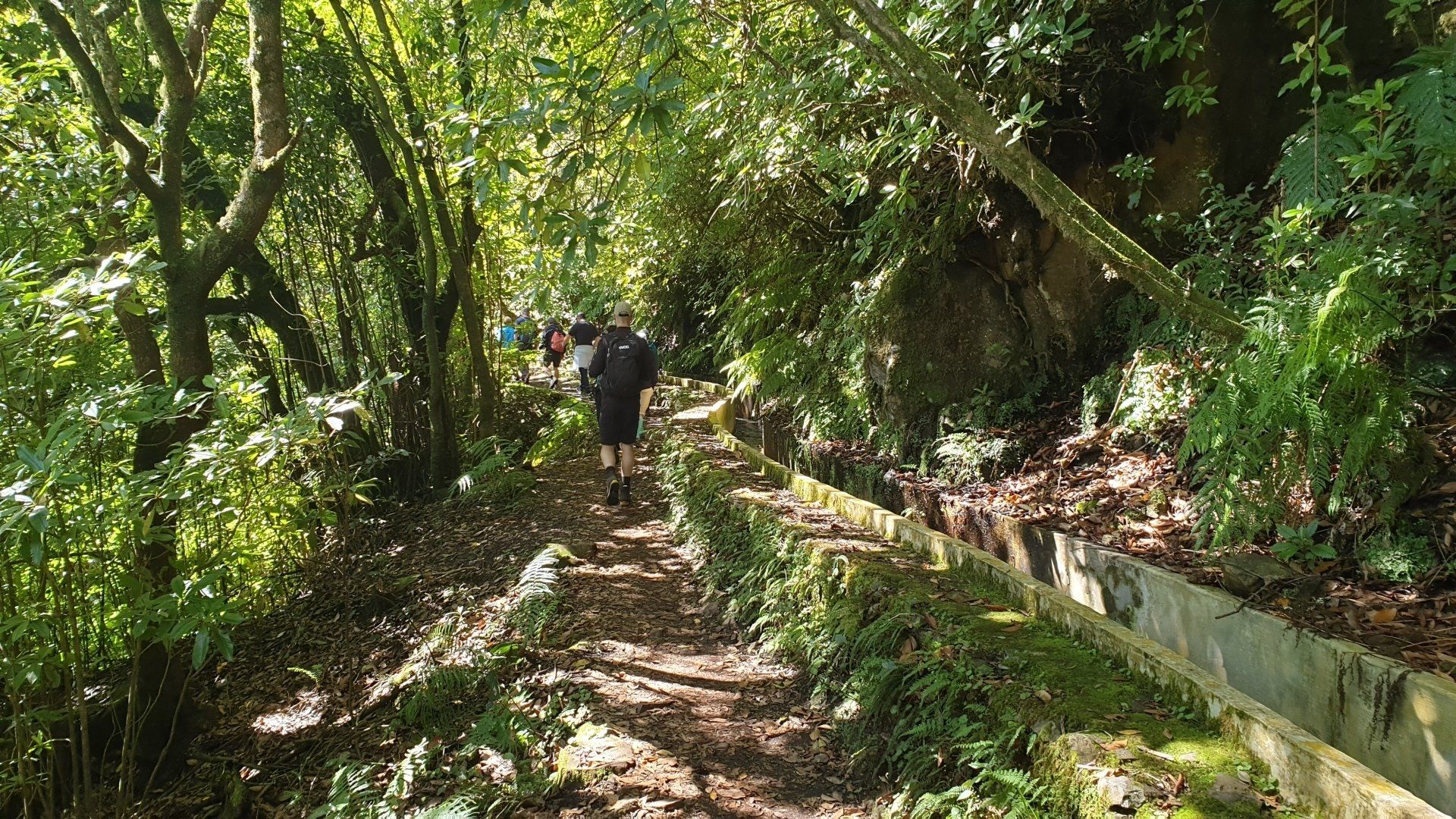 Forellenlevada Levada do Furado Madeira