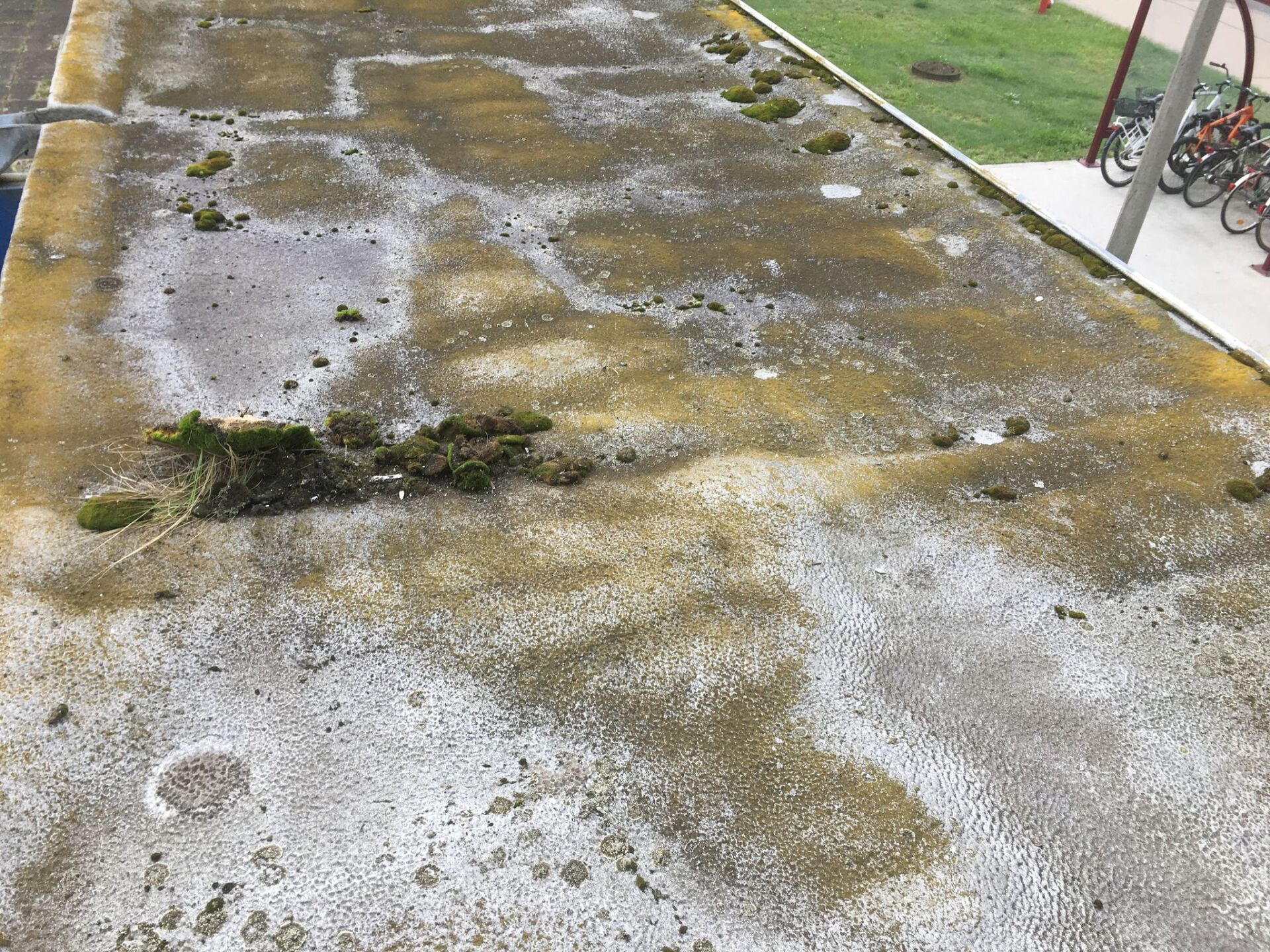 Flechten und Moss auf Altschaumdach