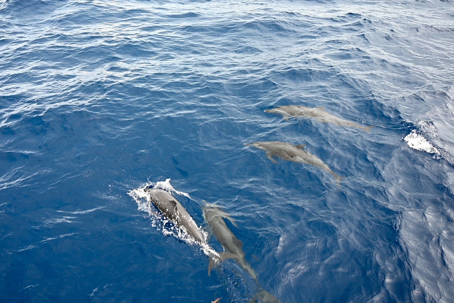 banc de dauphins