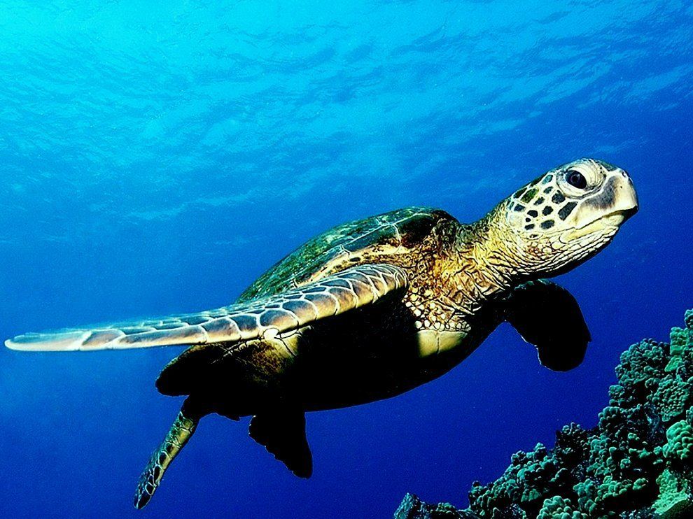 tortue de Martinique