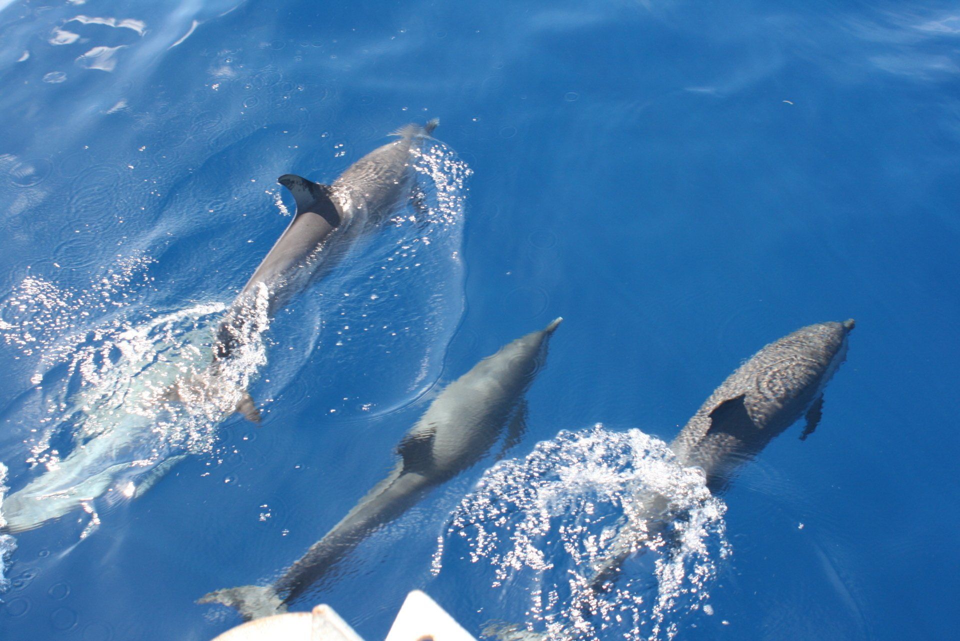 catamaran tour martinique