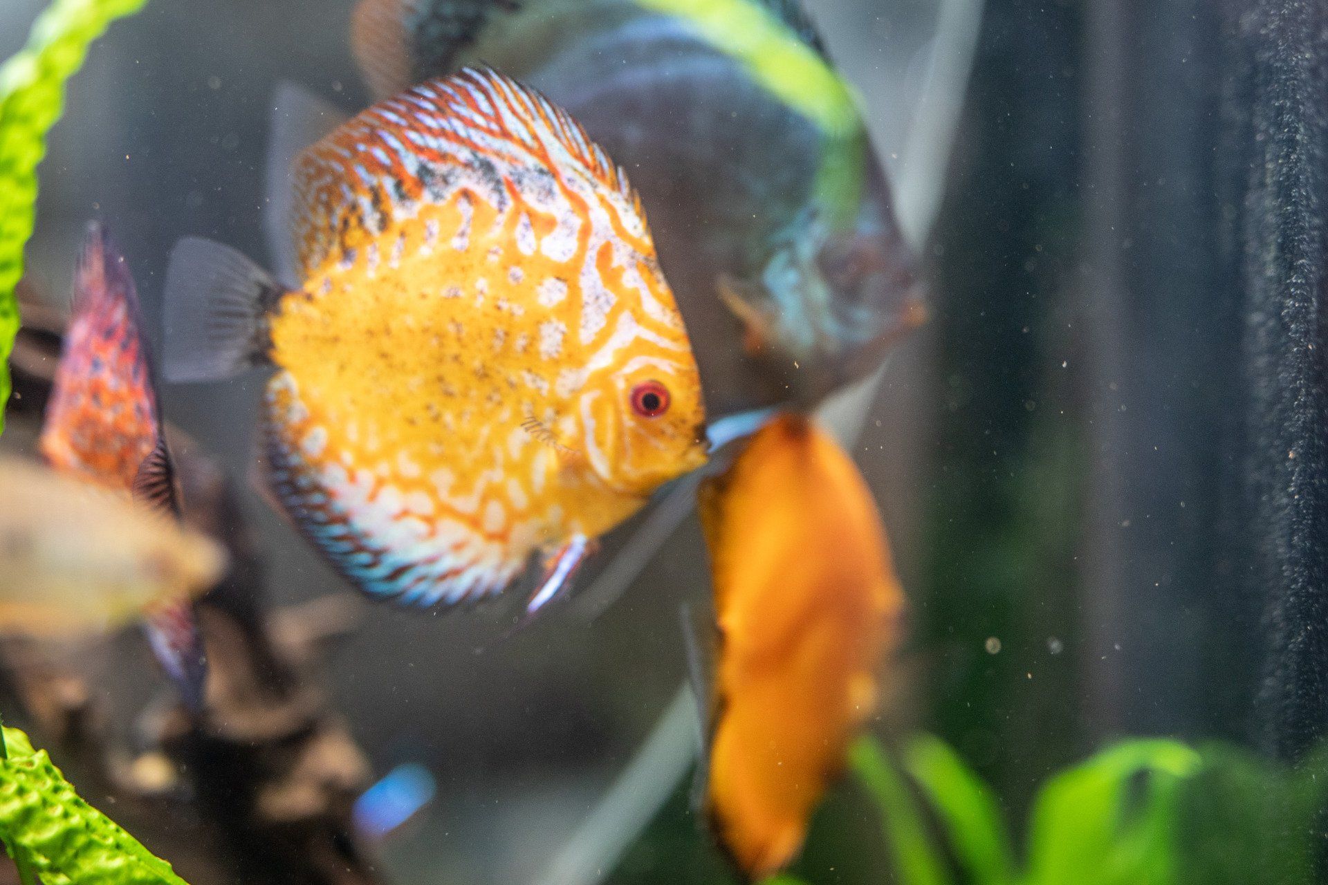 Naturfriseurin.de-Aquarium