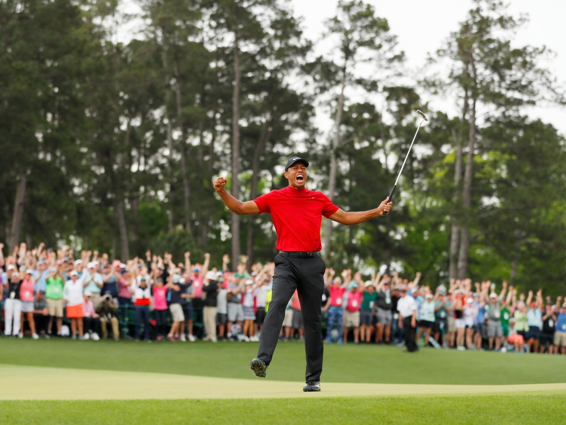 Tiger woods asters